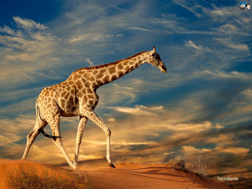 Giraffes Wallpaper #2