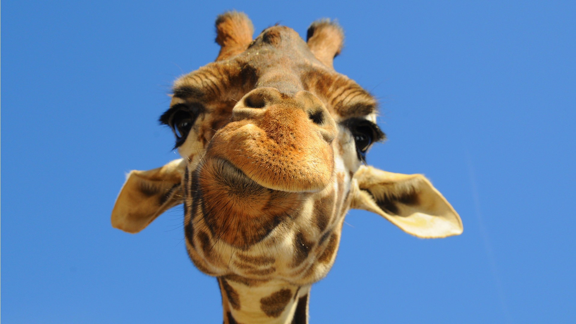 Download HD Giraffe Wallpapers For Desktop Background Free | HD ...