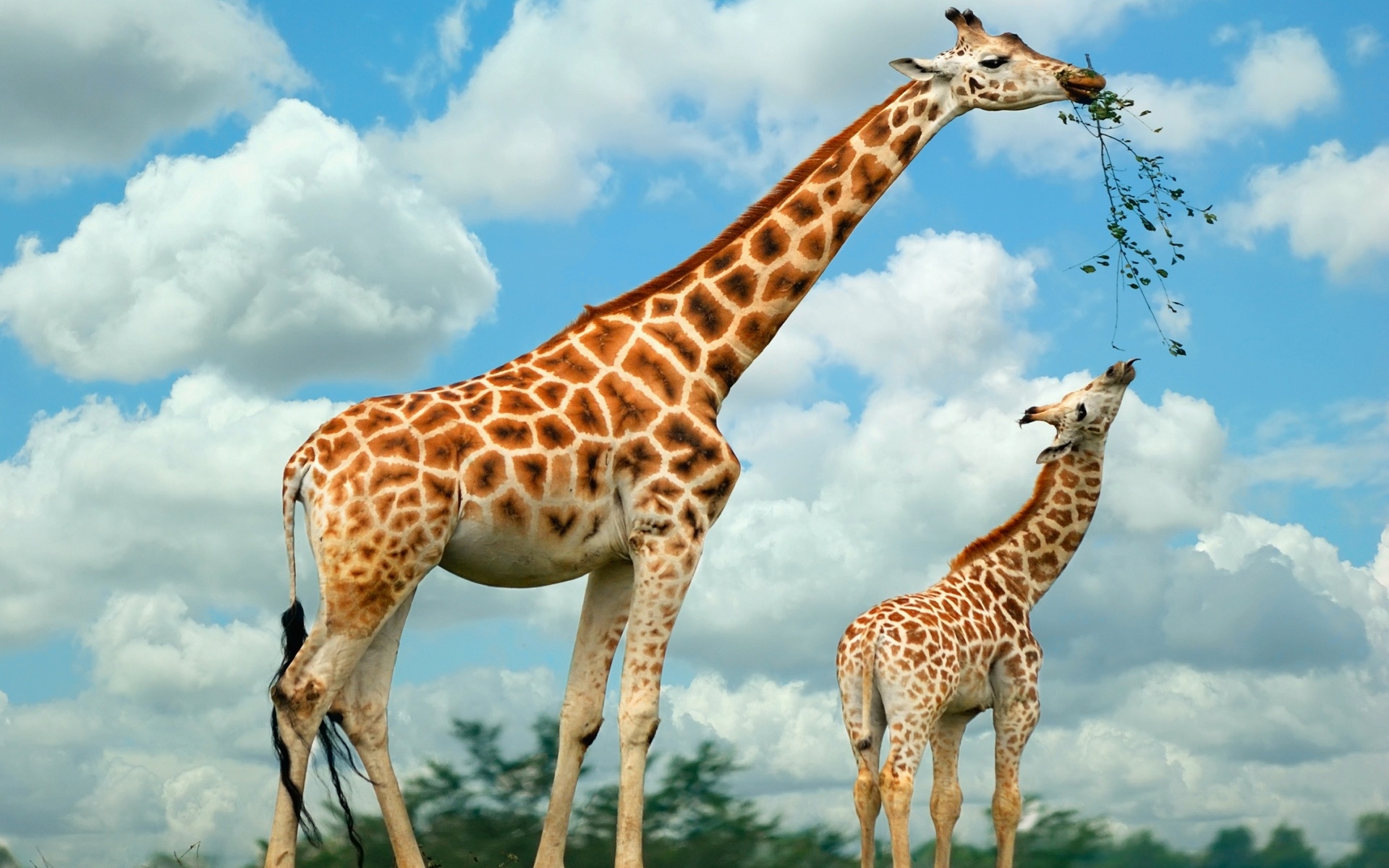Giraffes HD Wallpapers Free Download | New HD Wallpapers Download