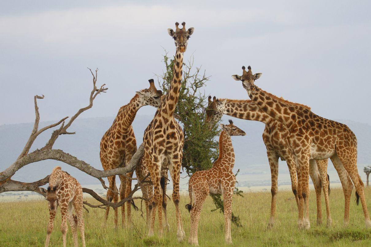 25 High Quality Free Giraffe Backgrounds