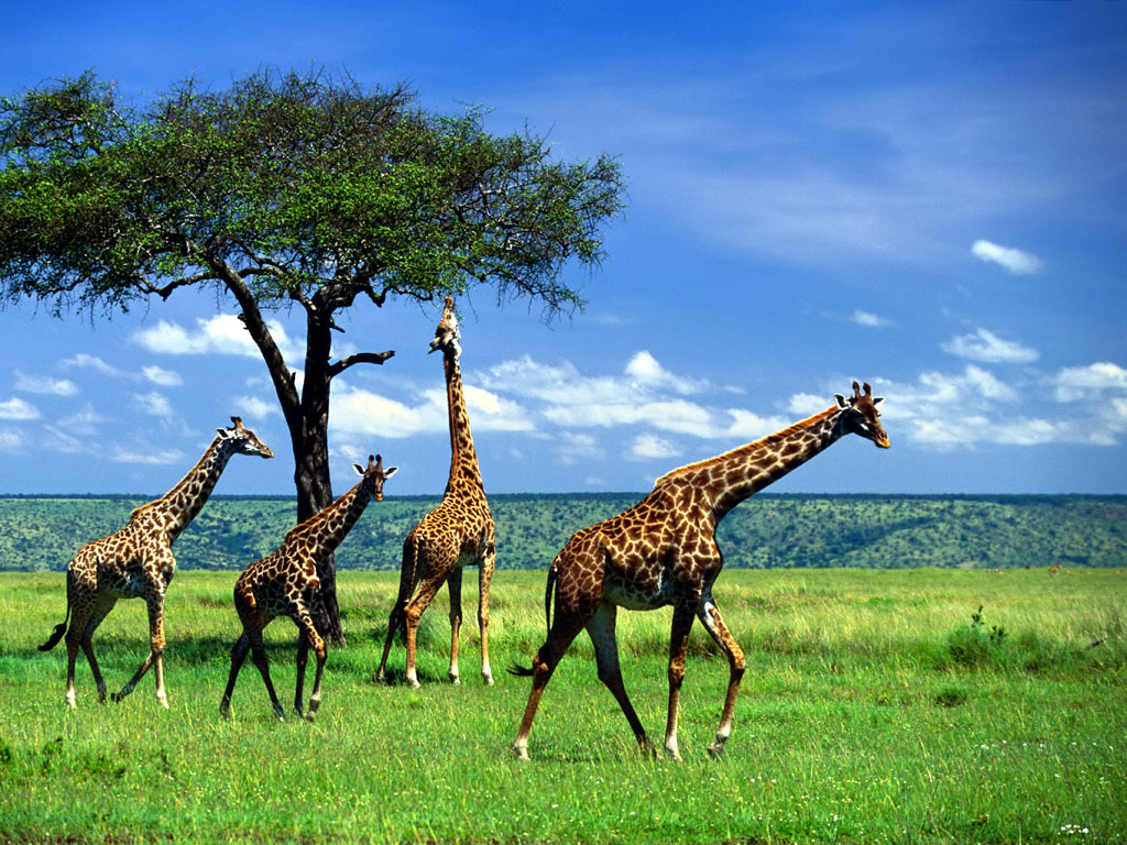 Giraffe HD Desktop Wallpapers