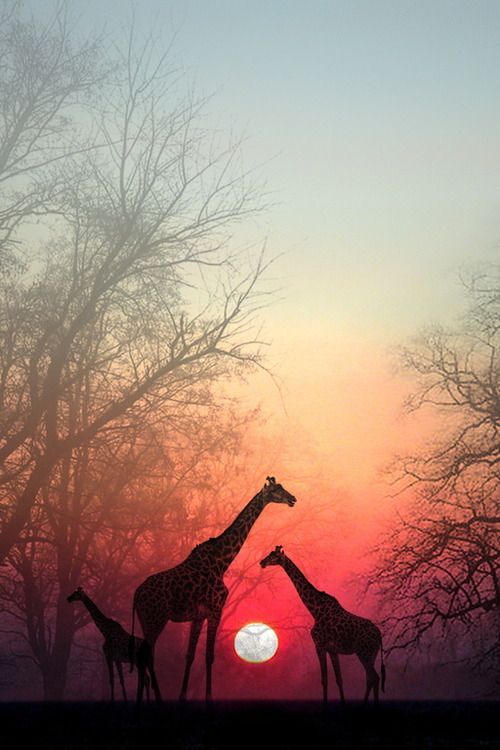 Giraffe iphone wallpaper | Iphone Wallpapers | Pinterest ...