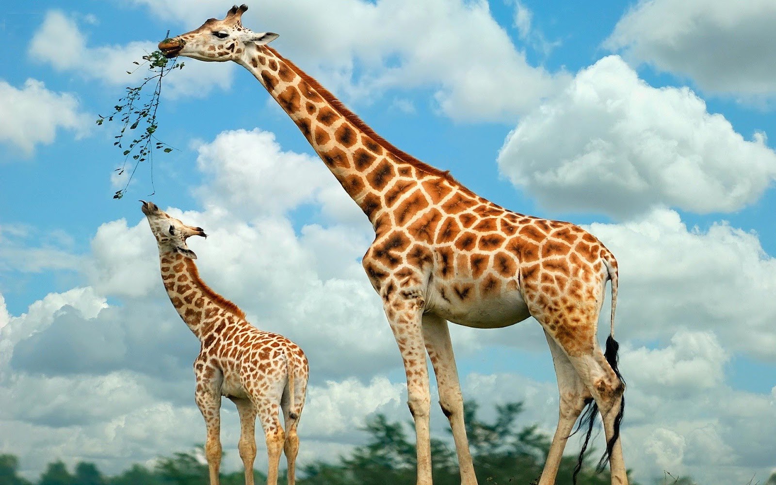HD Giraffes Wallpapers and Photos HD Animals Backgrounds