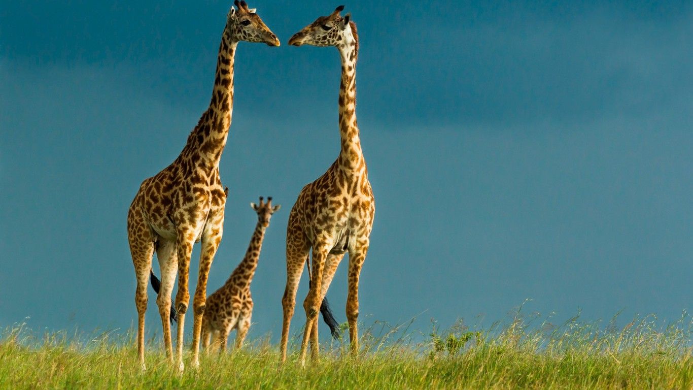 Sunset Girrafes Giraffe Herd Africa Plains 41 Giraffes Wallpaper