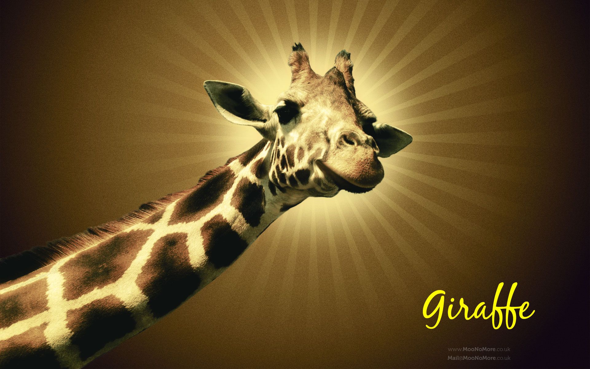 HD Animal Wallpapers: HD Giraffes wallpapers