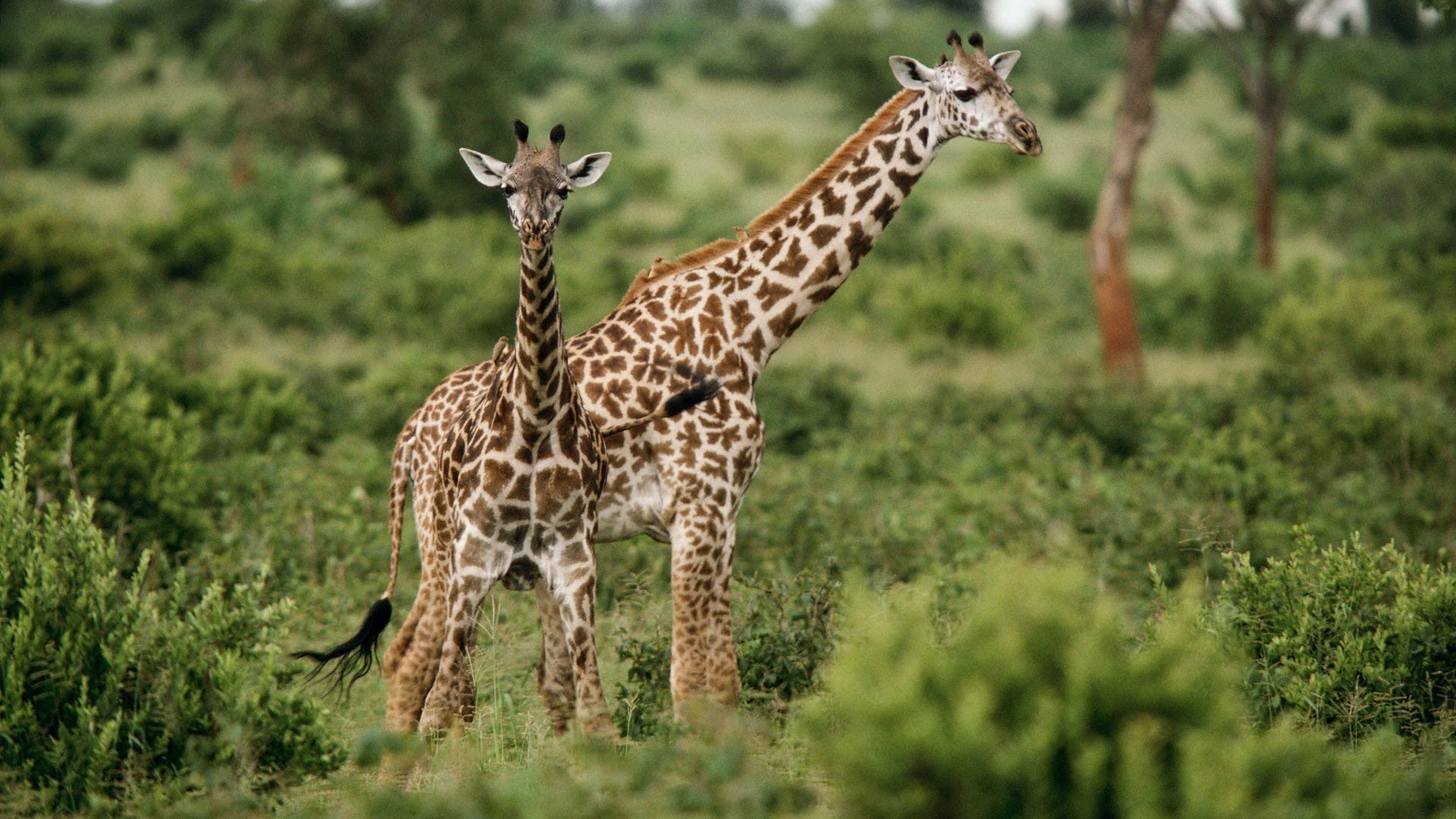 Animals giraffes baby animals wallpaper | 1920x1080 | 199414 ...