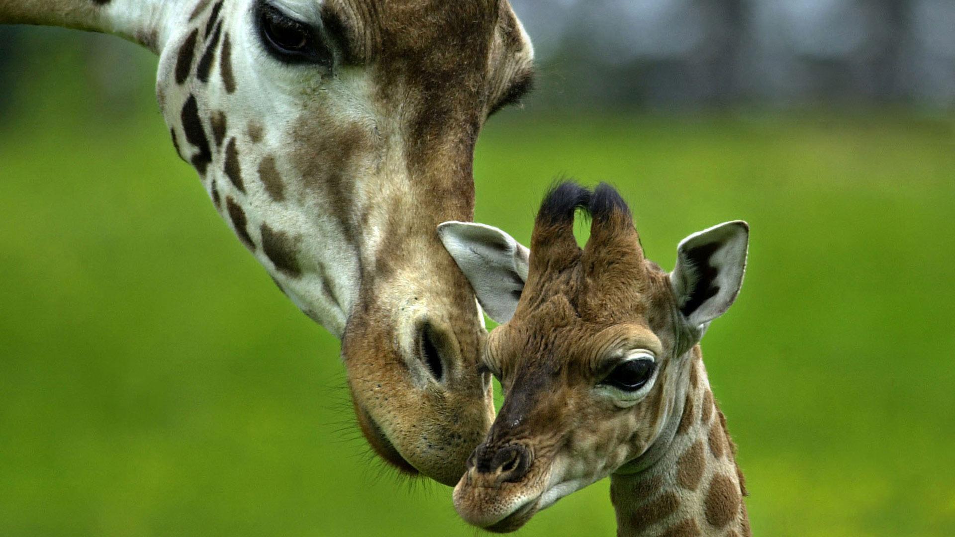 Baby Giraffe wallpaper 221286