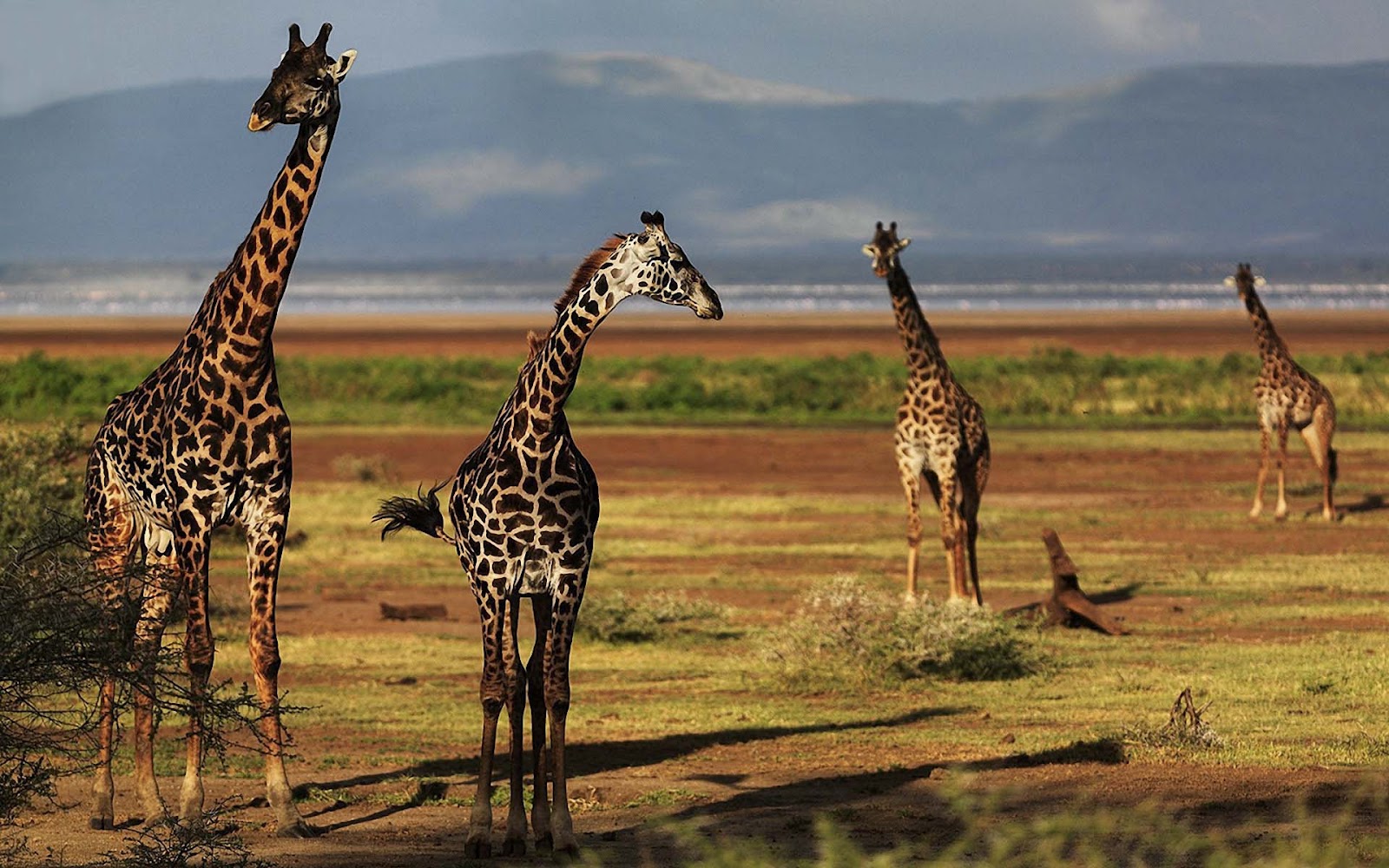 HD Giraffes Wallpapers and Photos ~ Trends Wallpaper