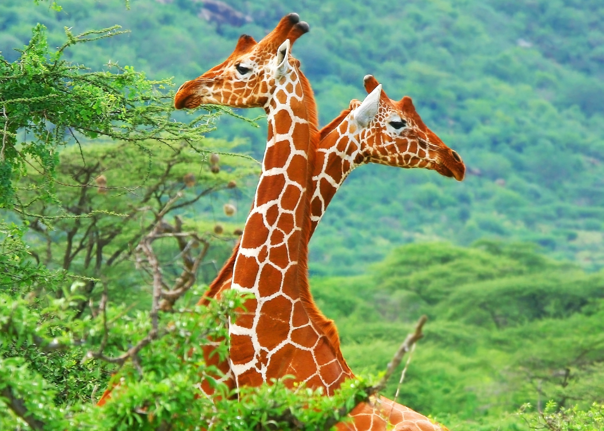 Beautiful Animal Giraffes Wallpaper Collection - SA Wallpapers