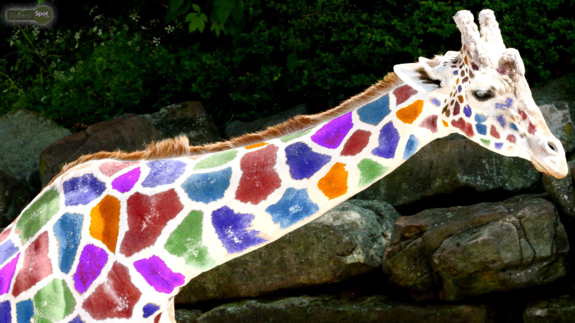 Giraffe Wallpapers « Animal Spot