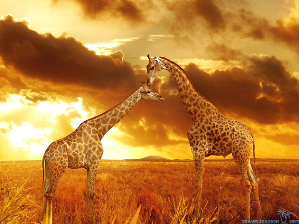 All Joy of African Safari Wallpapers | Travelization