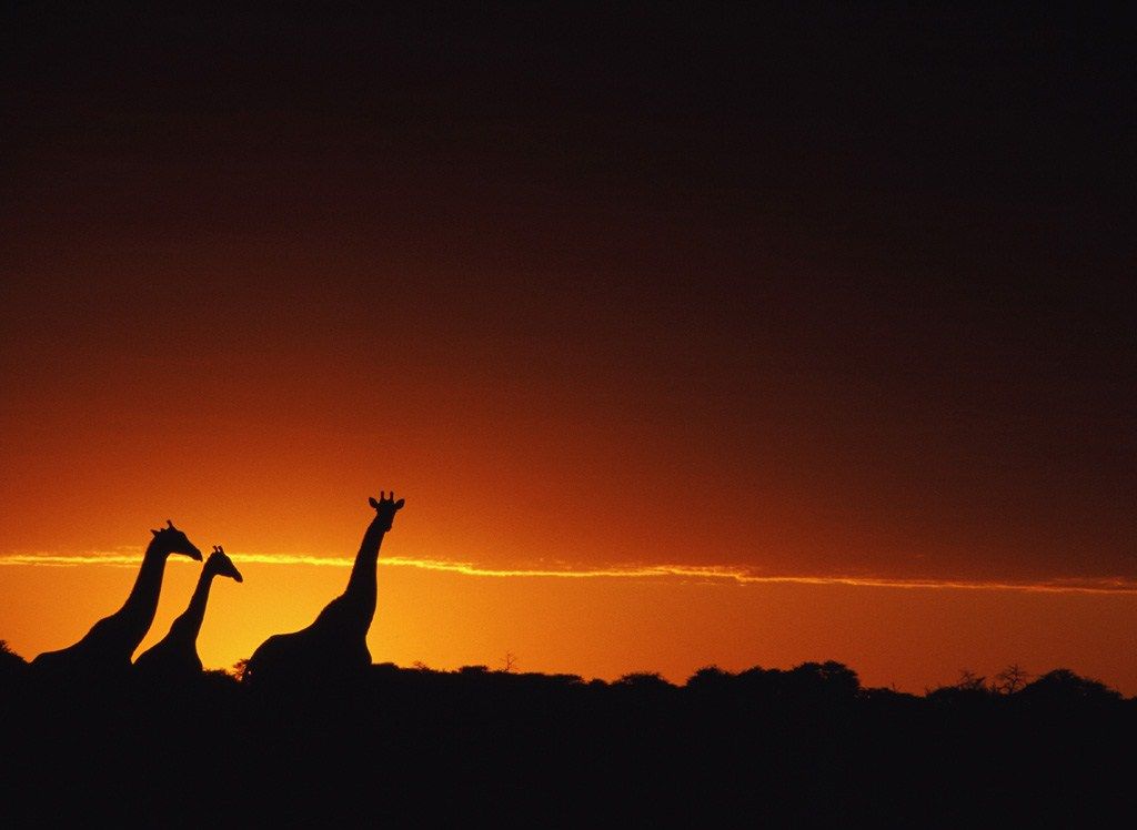 Giraffe Sunset Wallpaper HD For Desktop