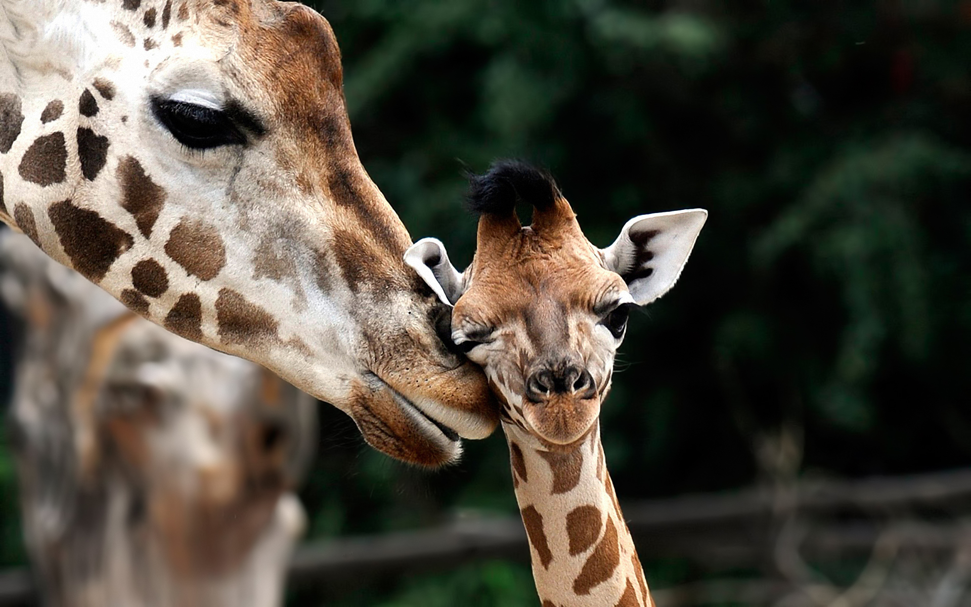 25+ Adorable Giraffe Pictures