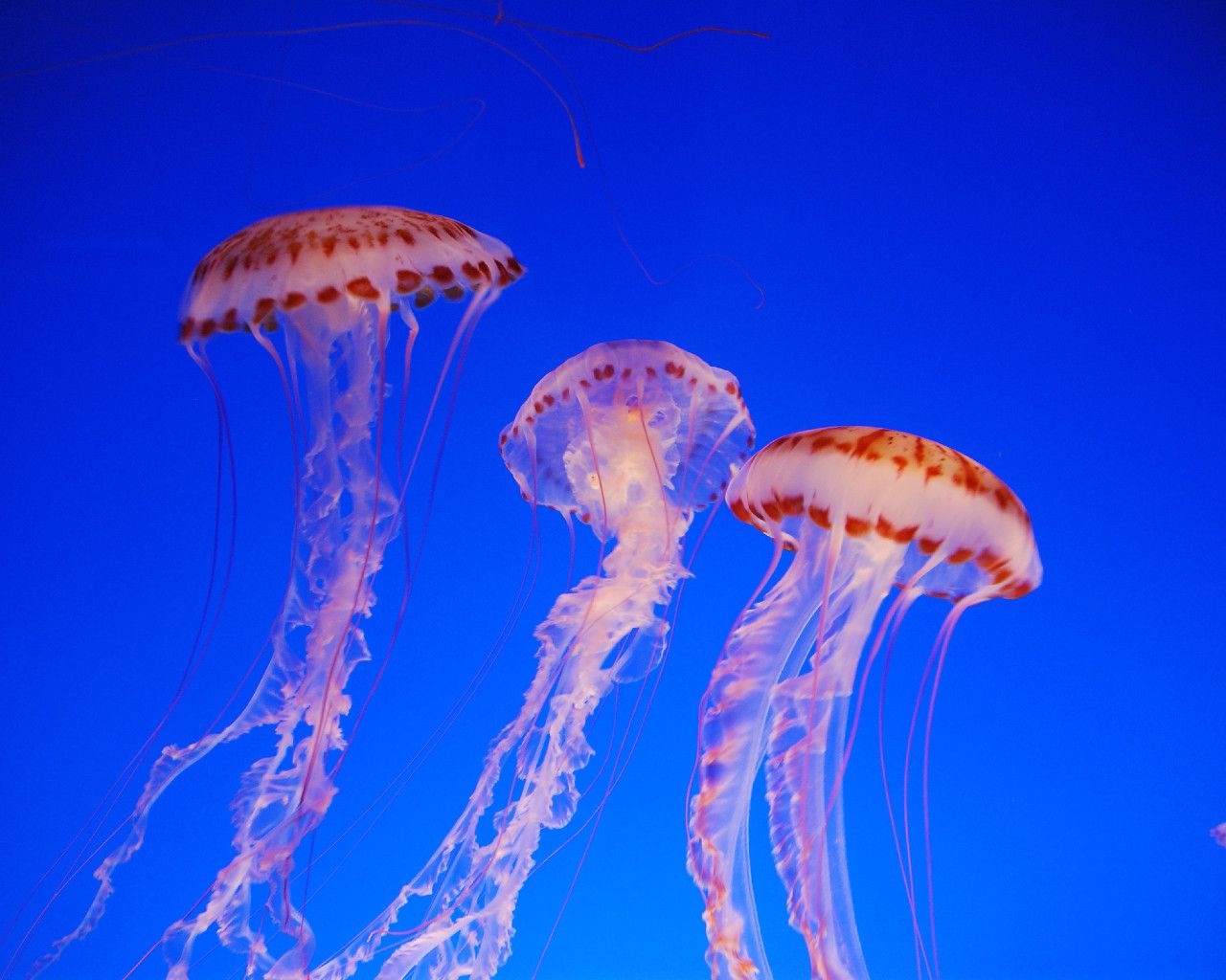 Sea Nettle Jellyfish Travel Wallpaper and Stock Photo