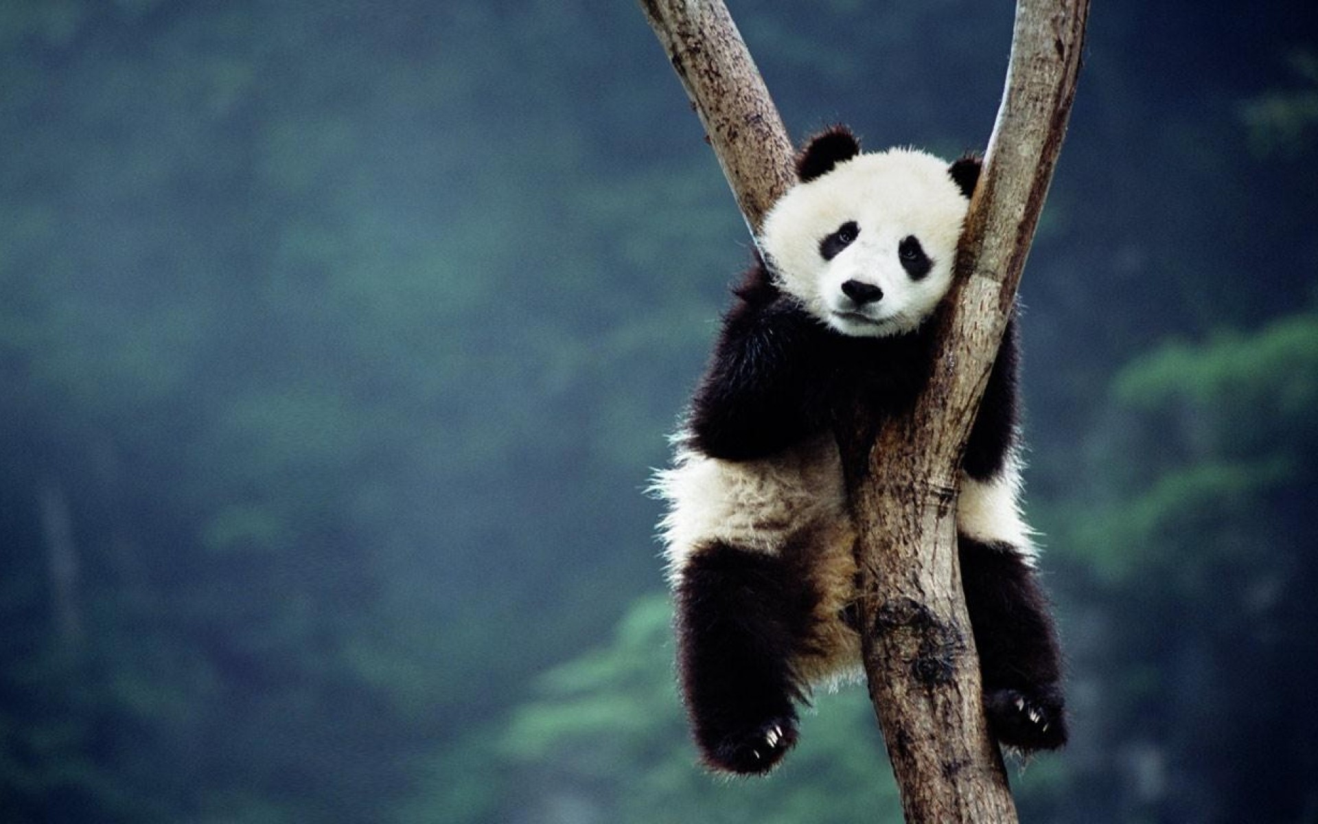 Baby Panda HD PC Wallpapers Attachment 9383 - Amazing Wallpaperz