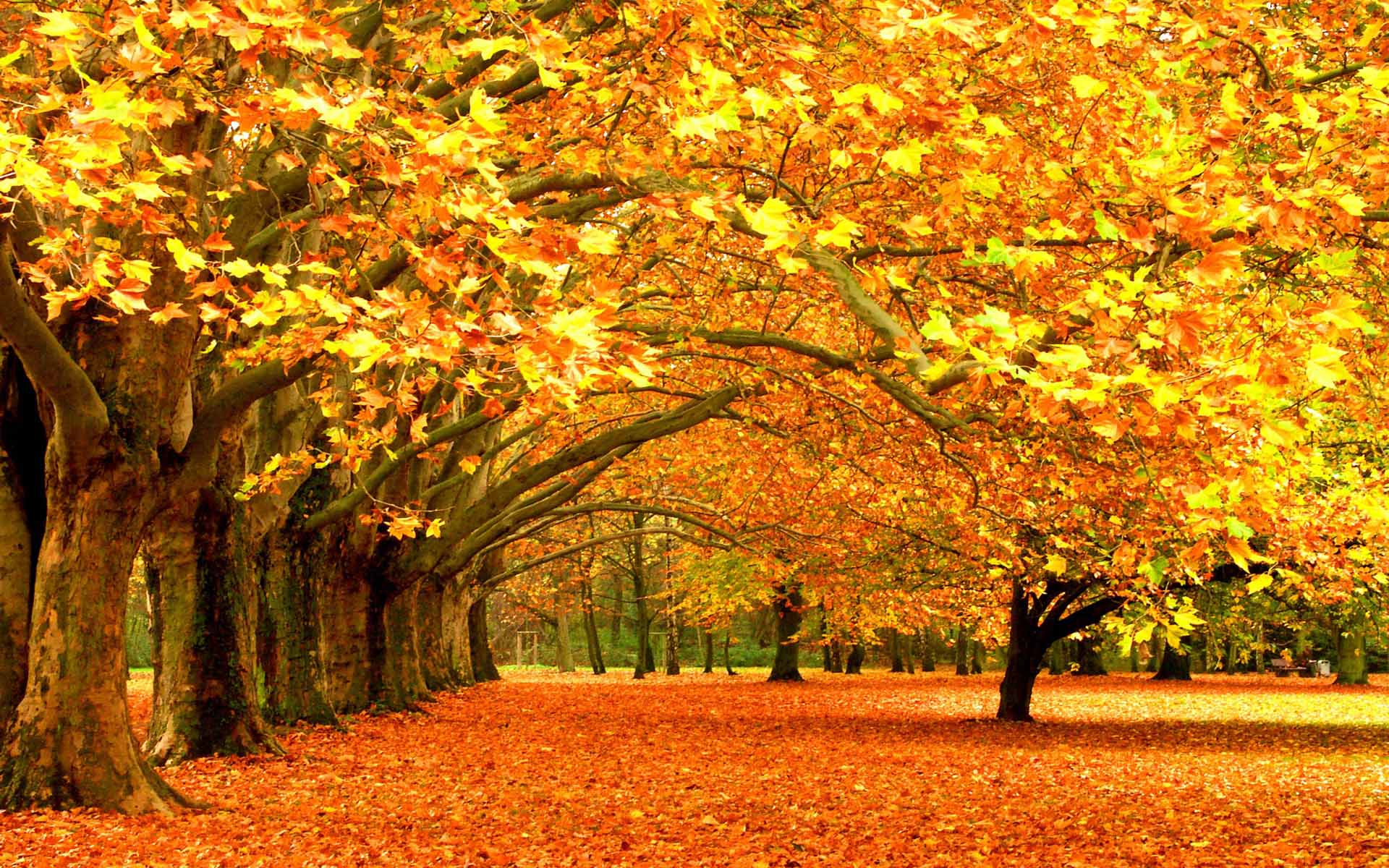 Autumn Fall Background Wallpaper Wallpaper Download | HD Pix