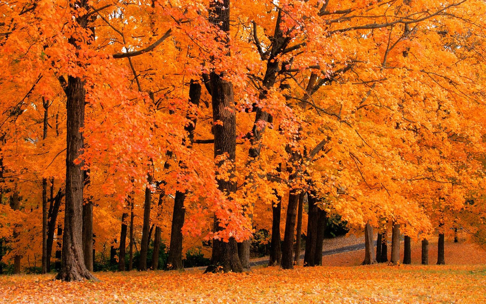 Autumn leaves falling background LAutomne / Autumn Pinterest