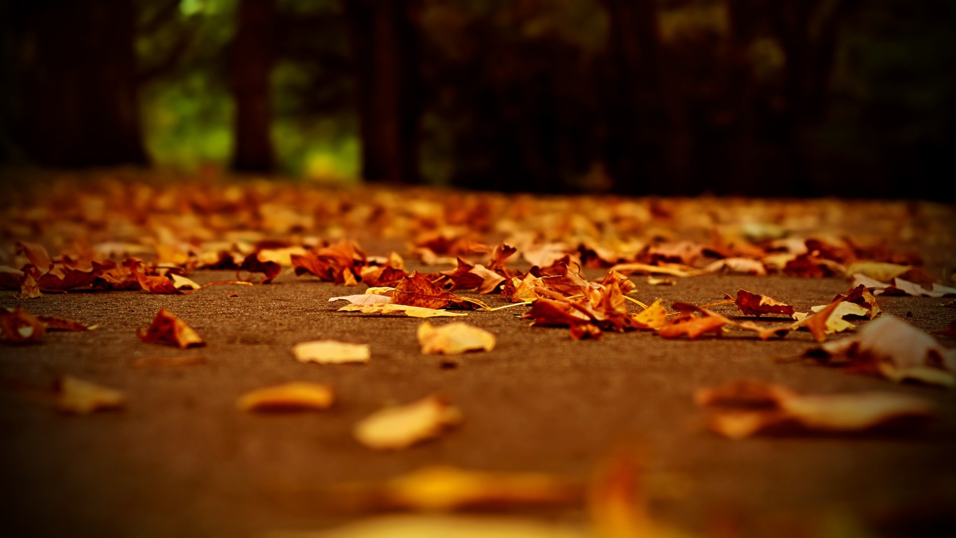 Leaves Yellow Autumn Wallpapers | Wallpapers, Backgrounds, Images ...