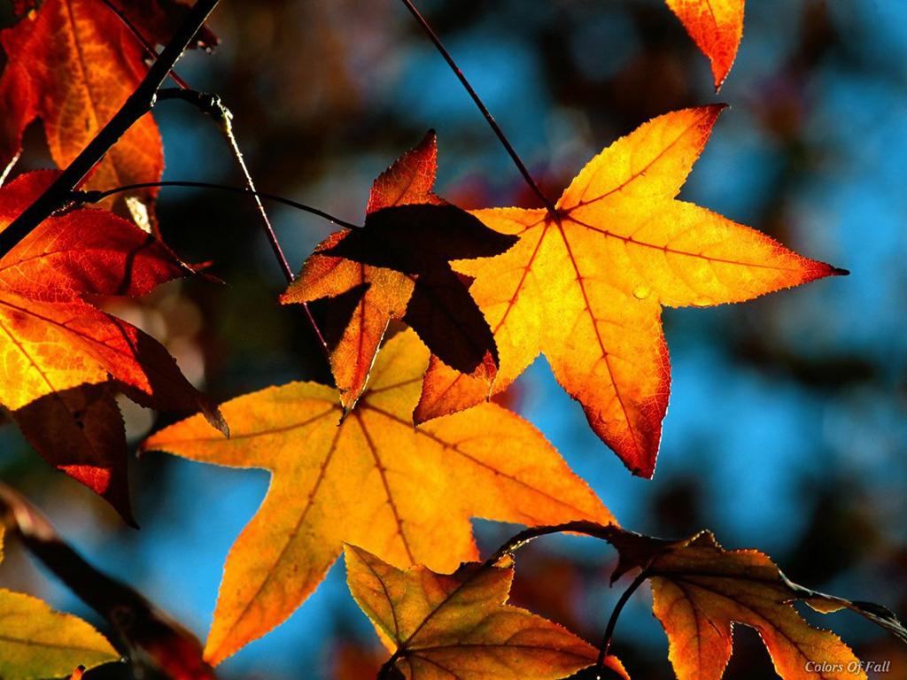 Autumn Fall Background Wallpaper Wallpaper Download | HD Pix