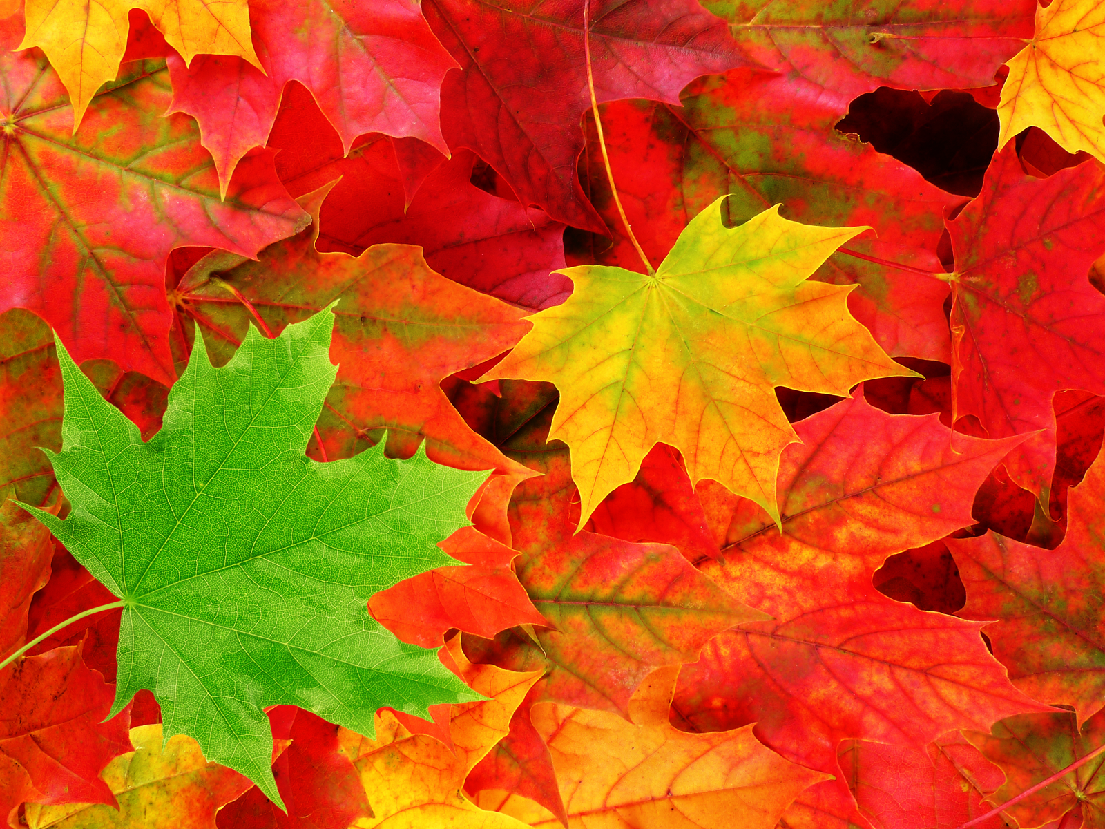 Fall Leaves Background HD Wallpapers 3905 - Amazing Wallpaperz