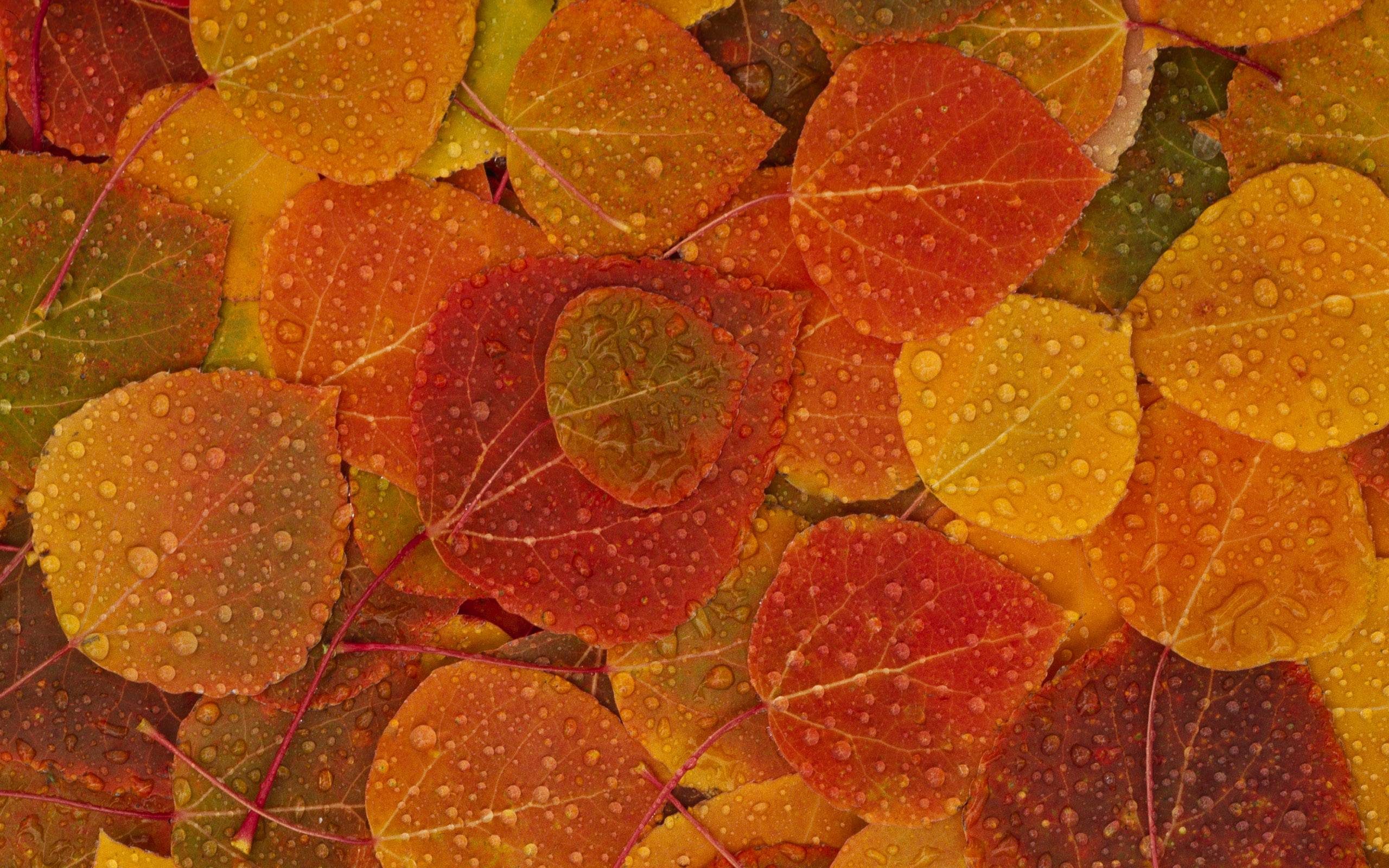 Fall Leaves On The Autumn Wallpaper Background #6787 Wallpaper ...