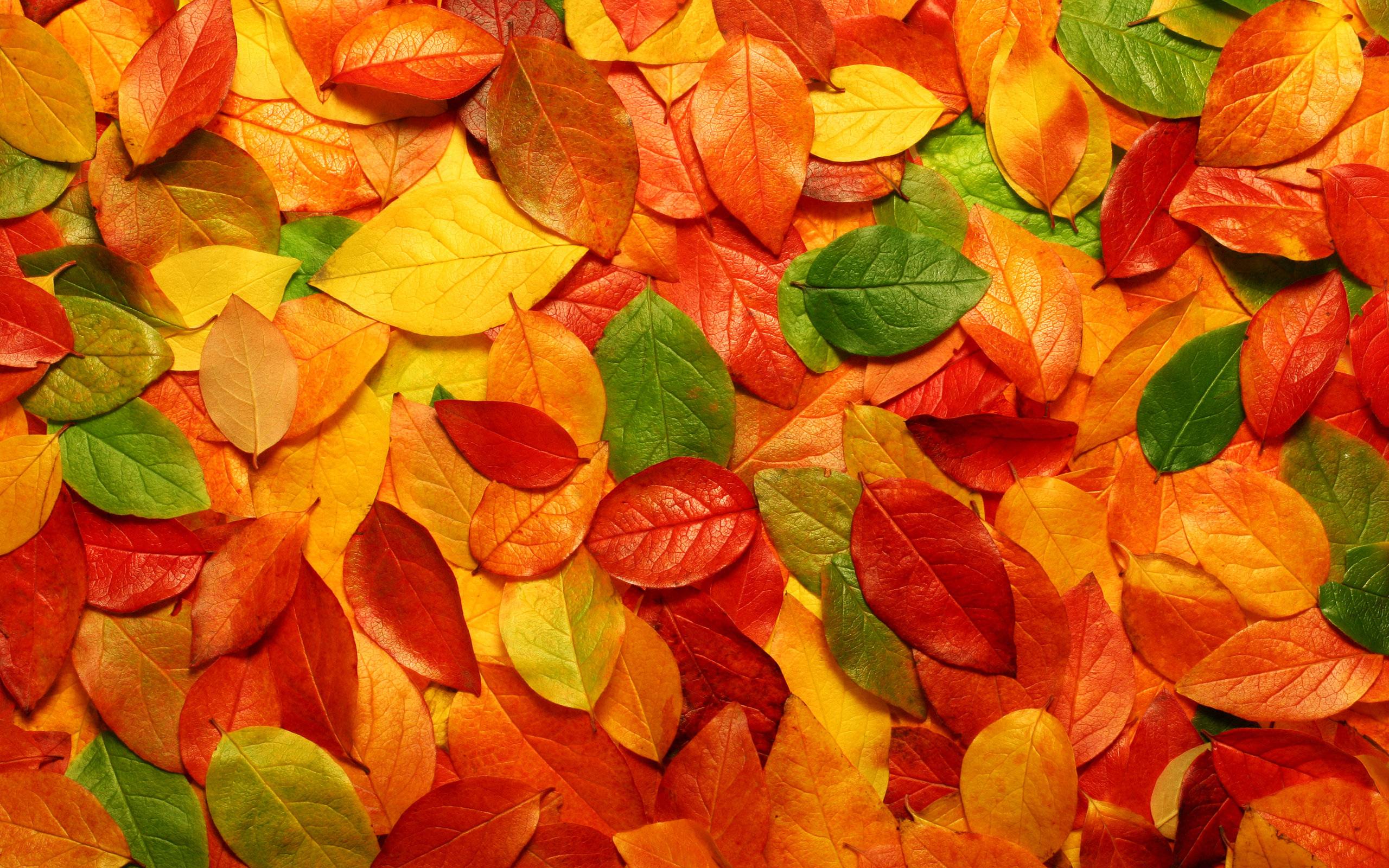 Fall Leaves Backgrounds - Wallpaper Cave