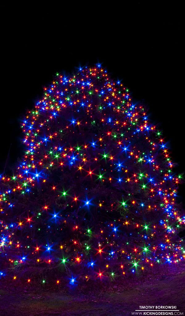 norfolk-christmas-tree-12-23-2012_kindle-fire-600x1024.jpg