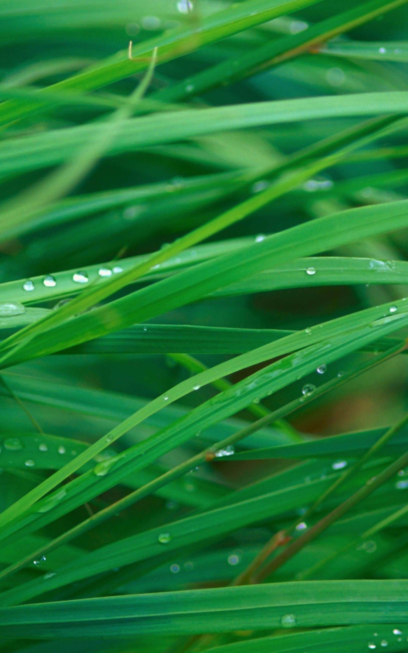 Download Green Blades Of Grass HD wallpaper for Kindle Fire HDX ...