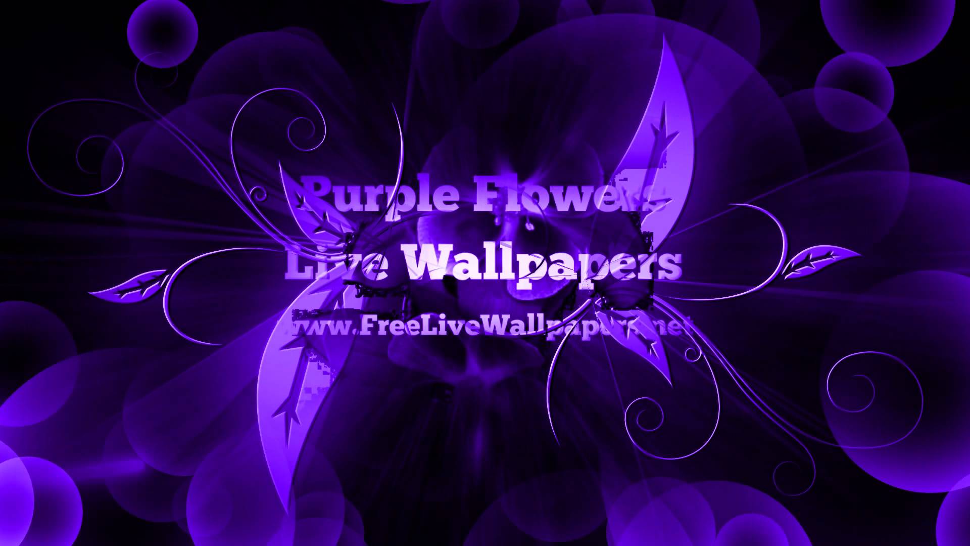 Purple Flowers Live Wallpapers - YouTube