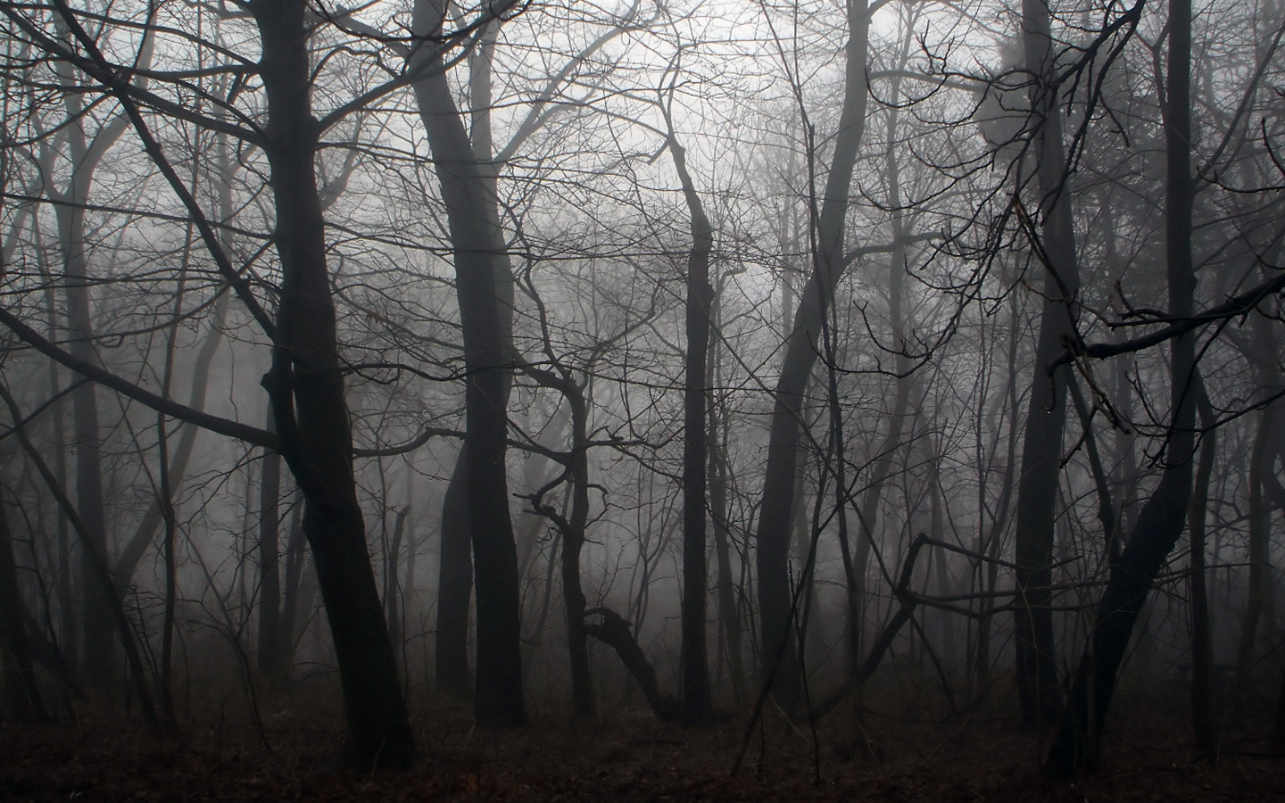 Spooky Forest Backgrounds #6810694