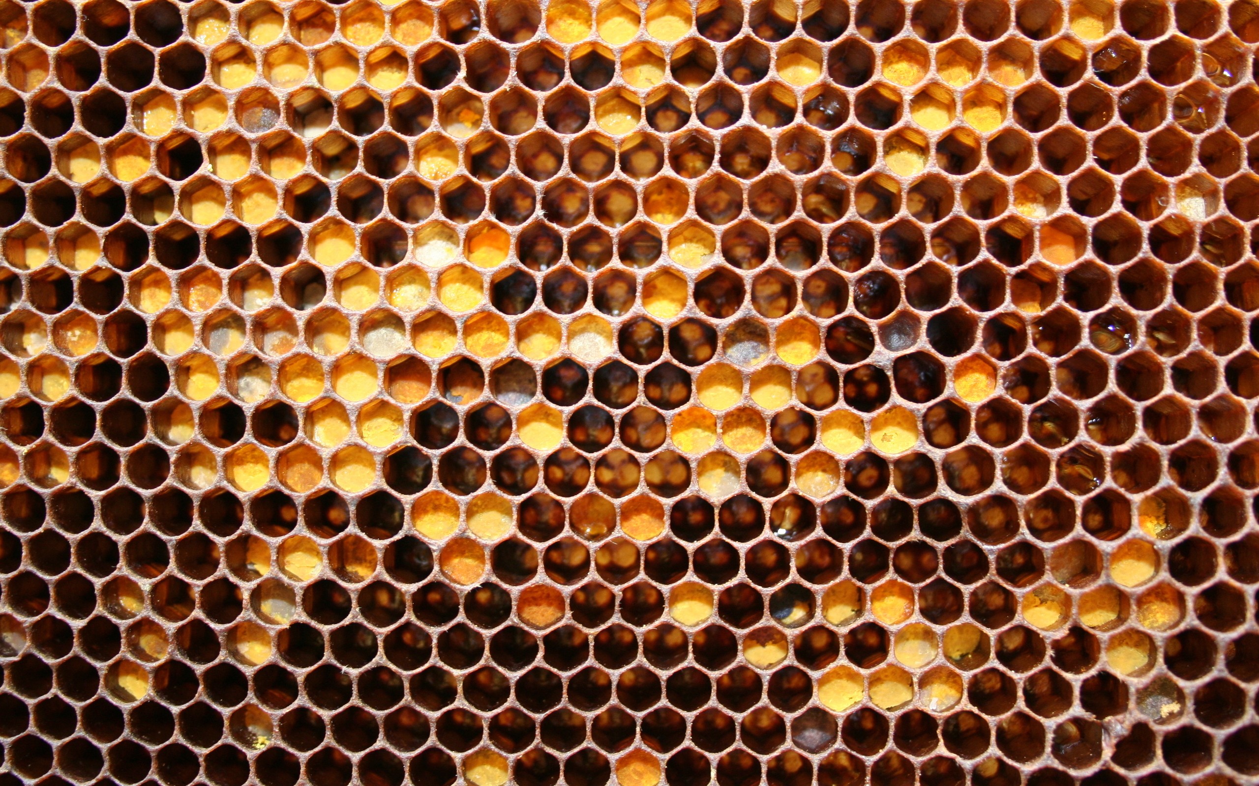 Download the Honey Honeycomb Wallpaper, Honey Honeycomb iPhone ...