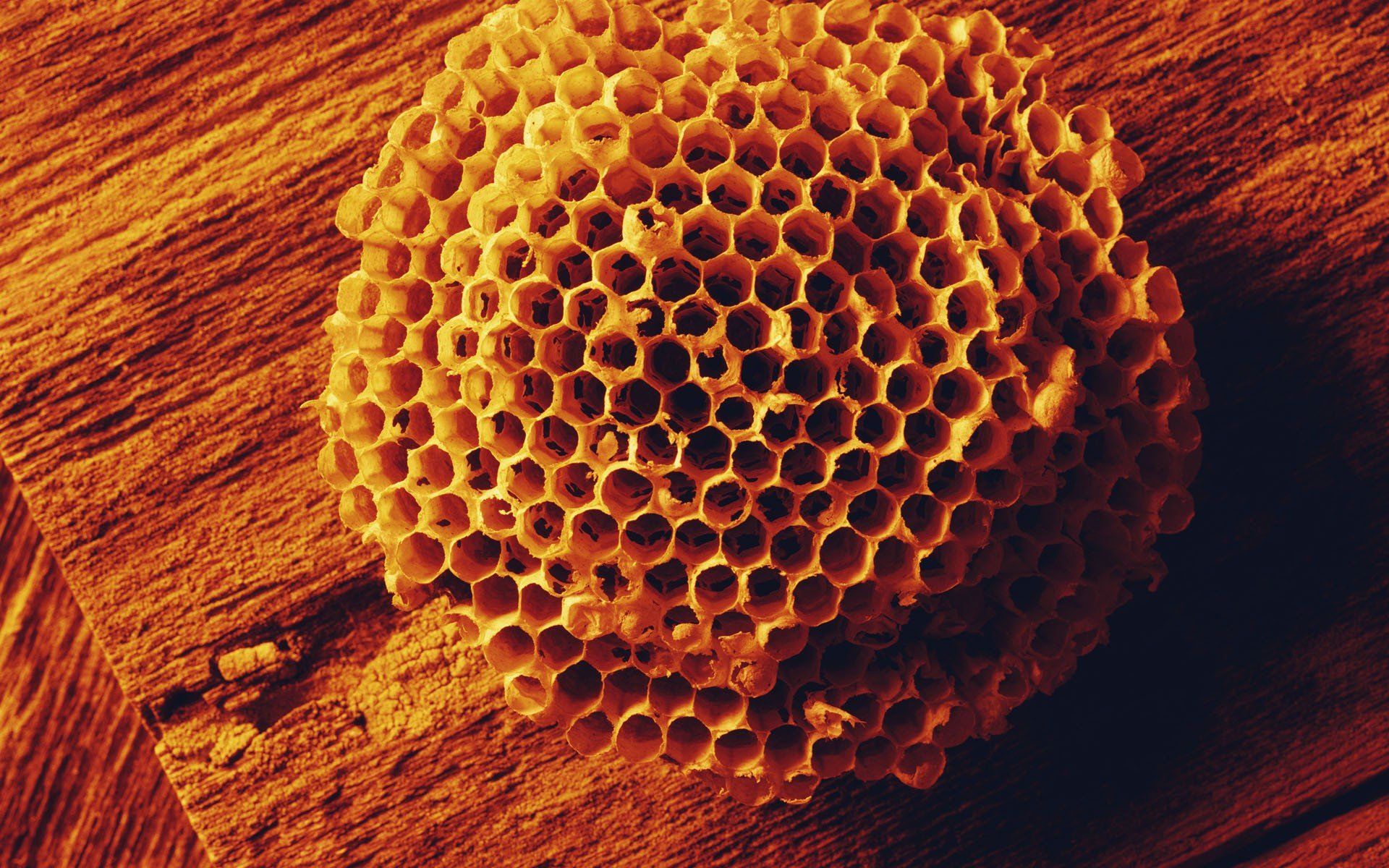 Honeycomb wallpaper 1920x1080 267259 WallpaperUP