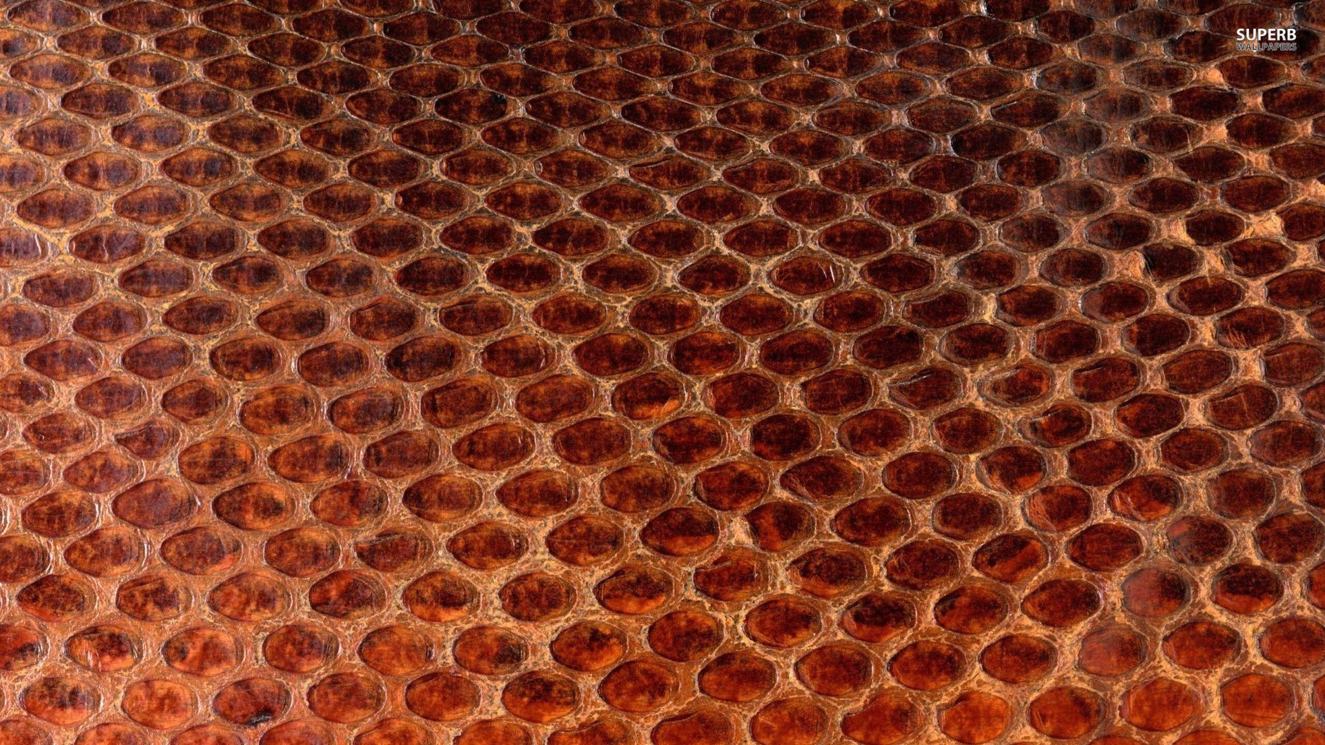 Honeycomb wallpaper - Photography wallpapers - #25281