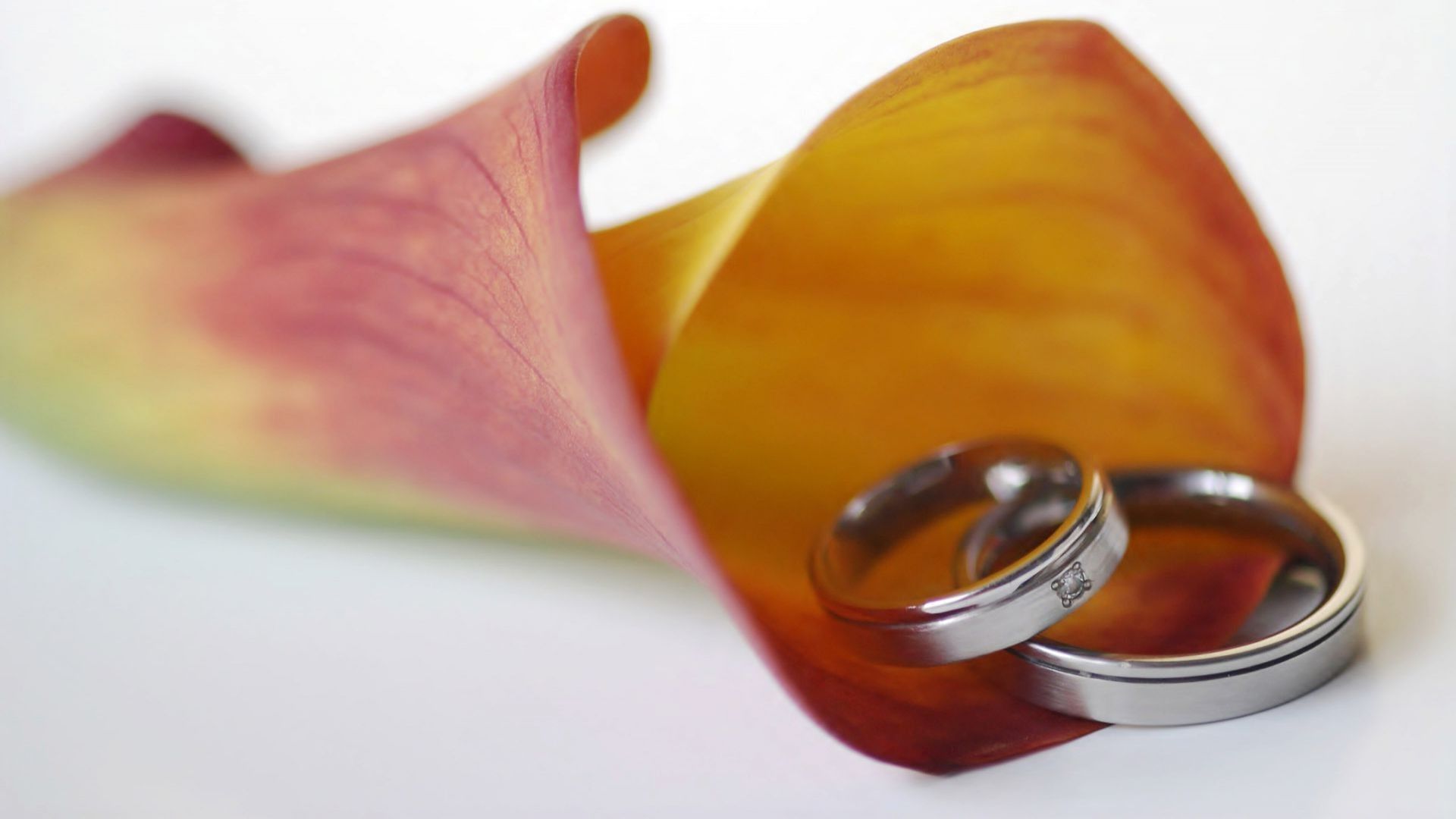 Wedding rings in a calla lily wallpaper - Free Wide HD Wallpaper