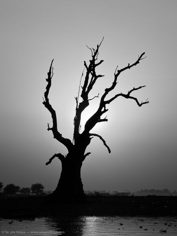Download Evil Dead Tree Screensaver For Amazon Kindle 3