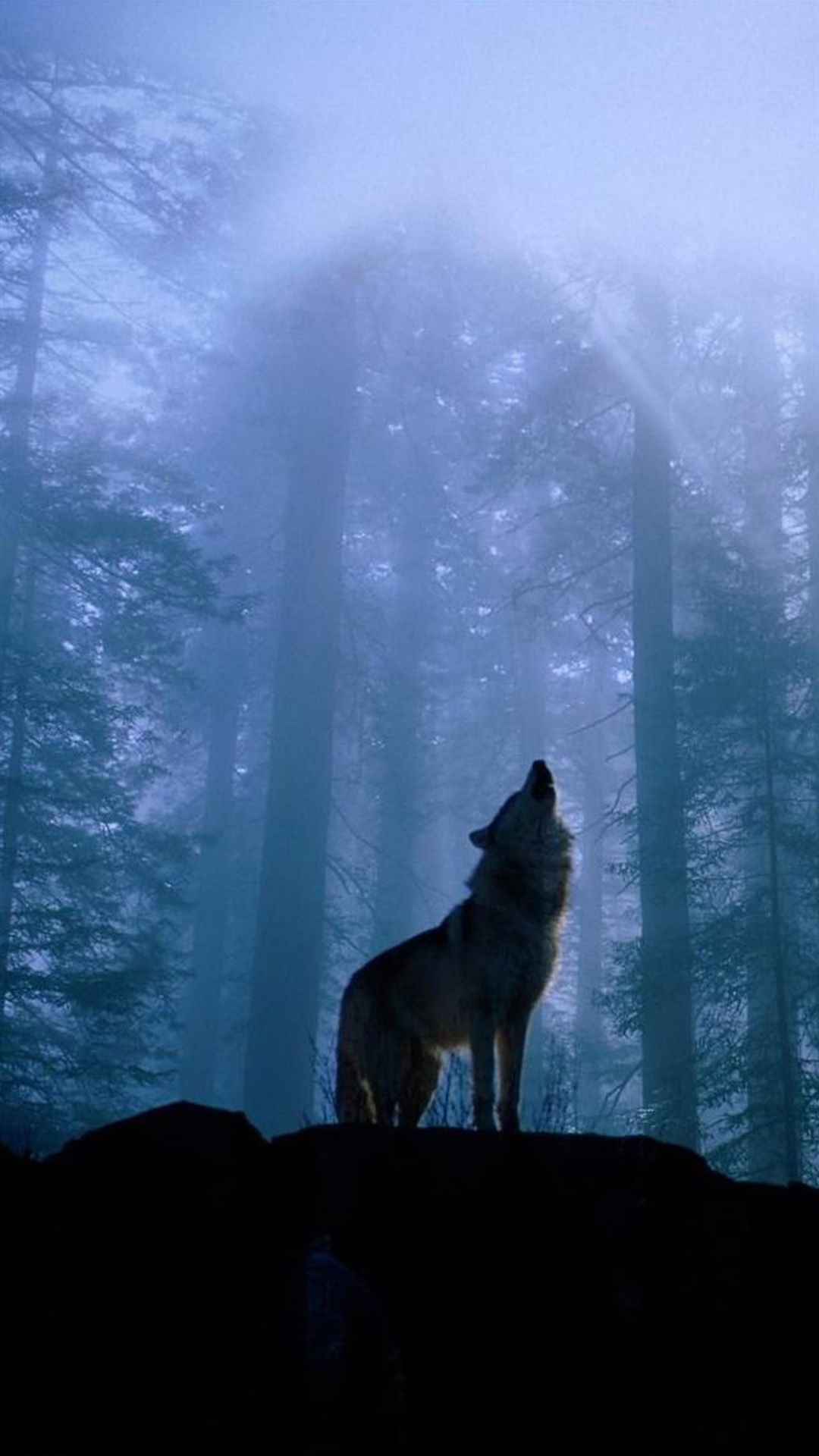 Howling Wolf Gif Iphone 6 Plus Wallpaper