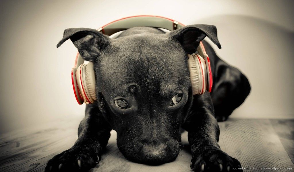Download 1024x600 Dog Listening To Red Beats By Dre Solo HD Wallpaper