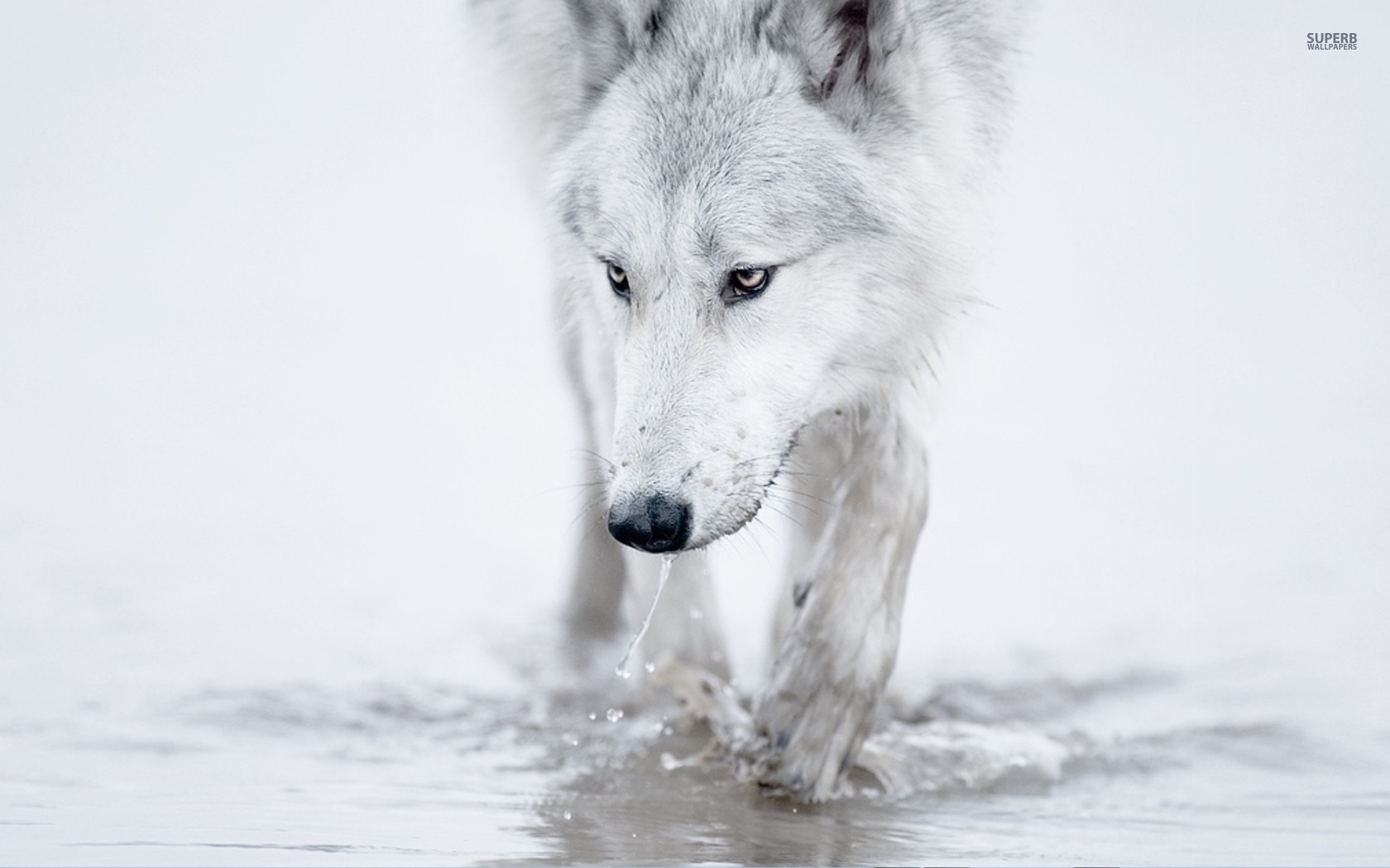 White wolf