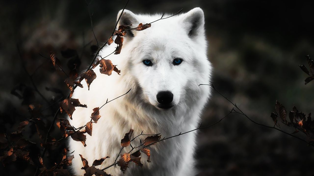 White Wolf Wallpaper by TheWolfRomeo on DeviantArt