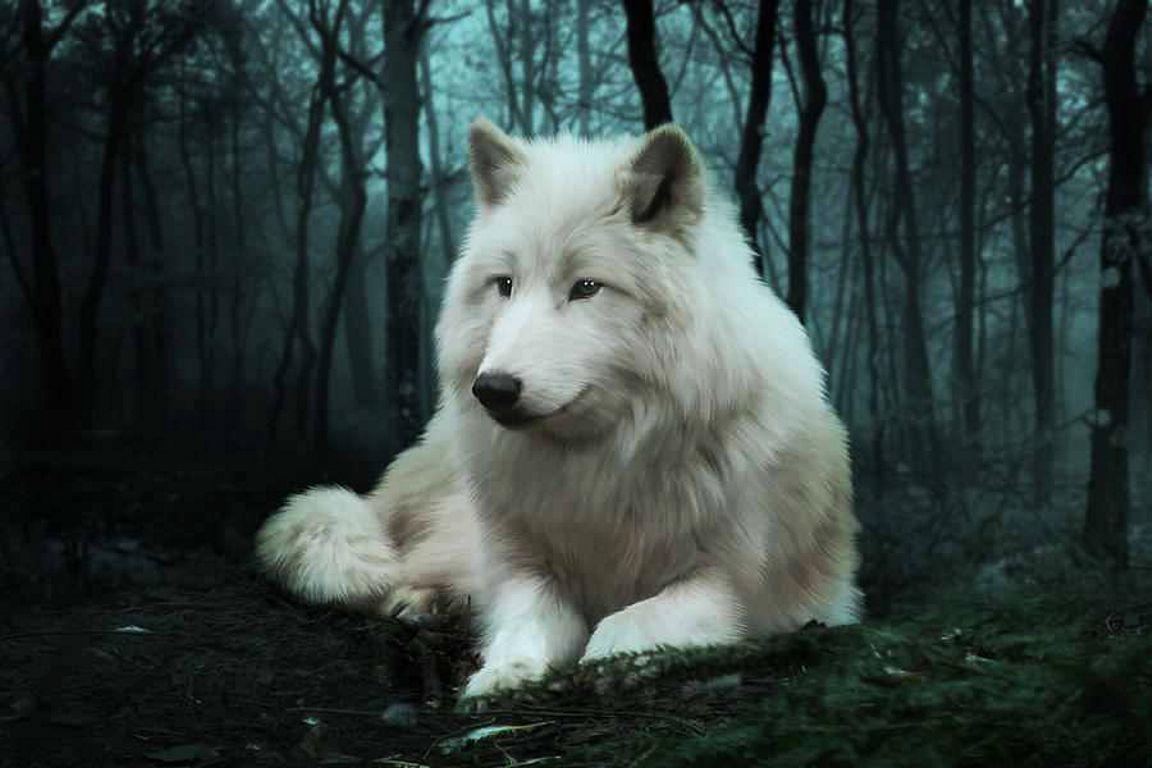 THE WHITE WOLF WALLPAPER - (#88343) - HD Wallpapers ...