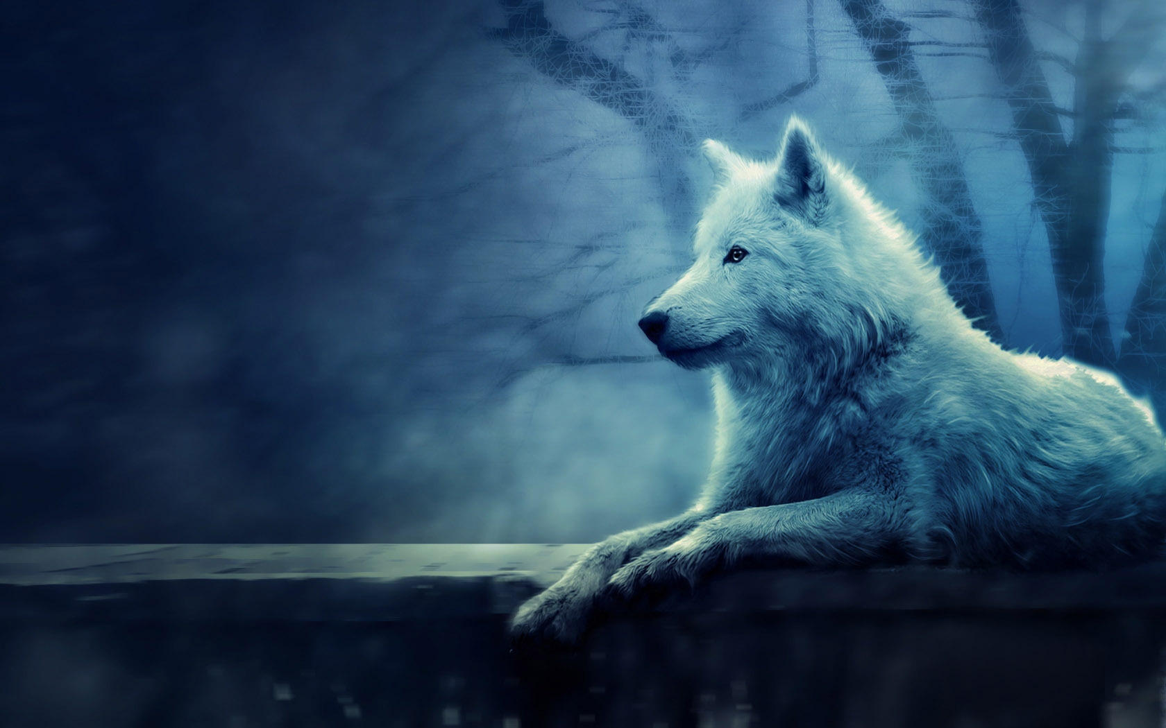 Alone wolf Wallpaper HD For Desktop, Mobile And Tablet