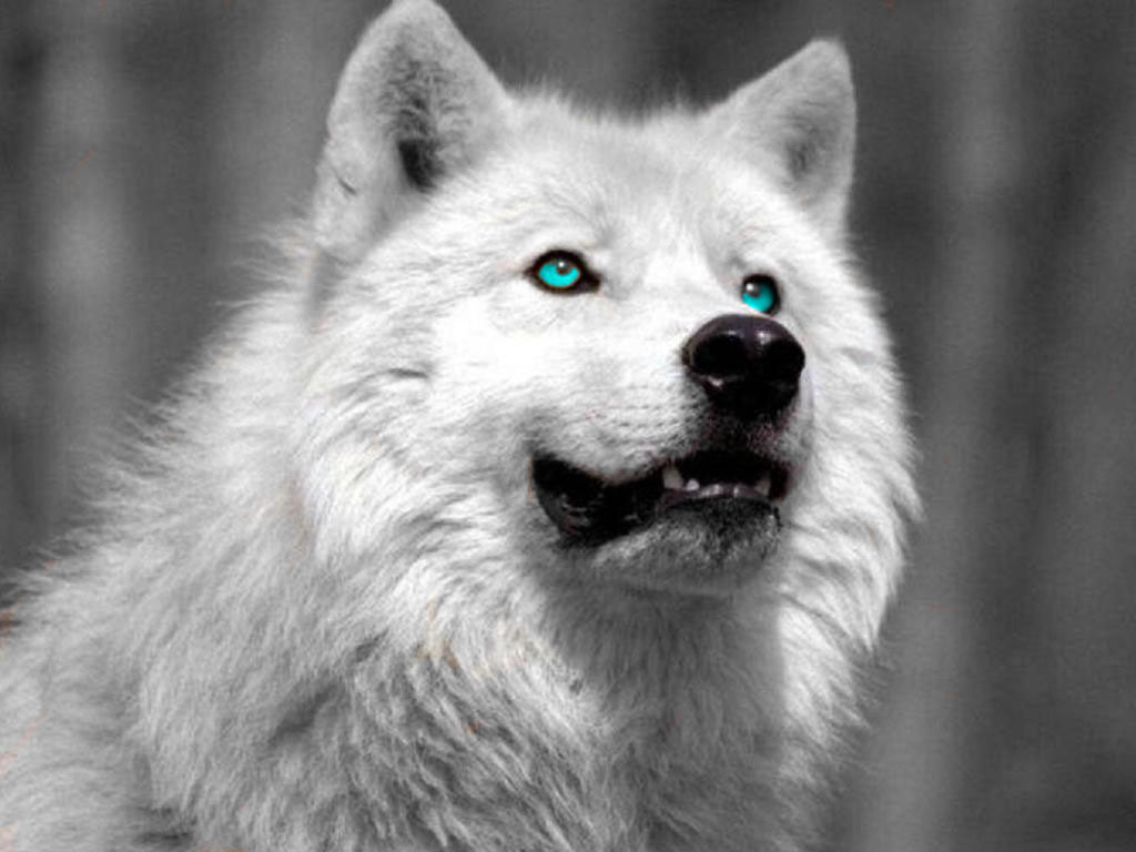 white wolf wallpaper - images - tbwnz.com