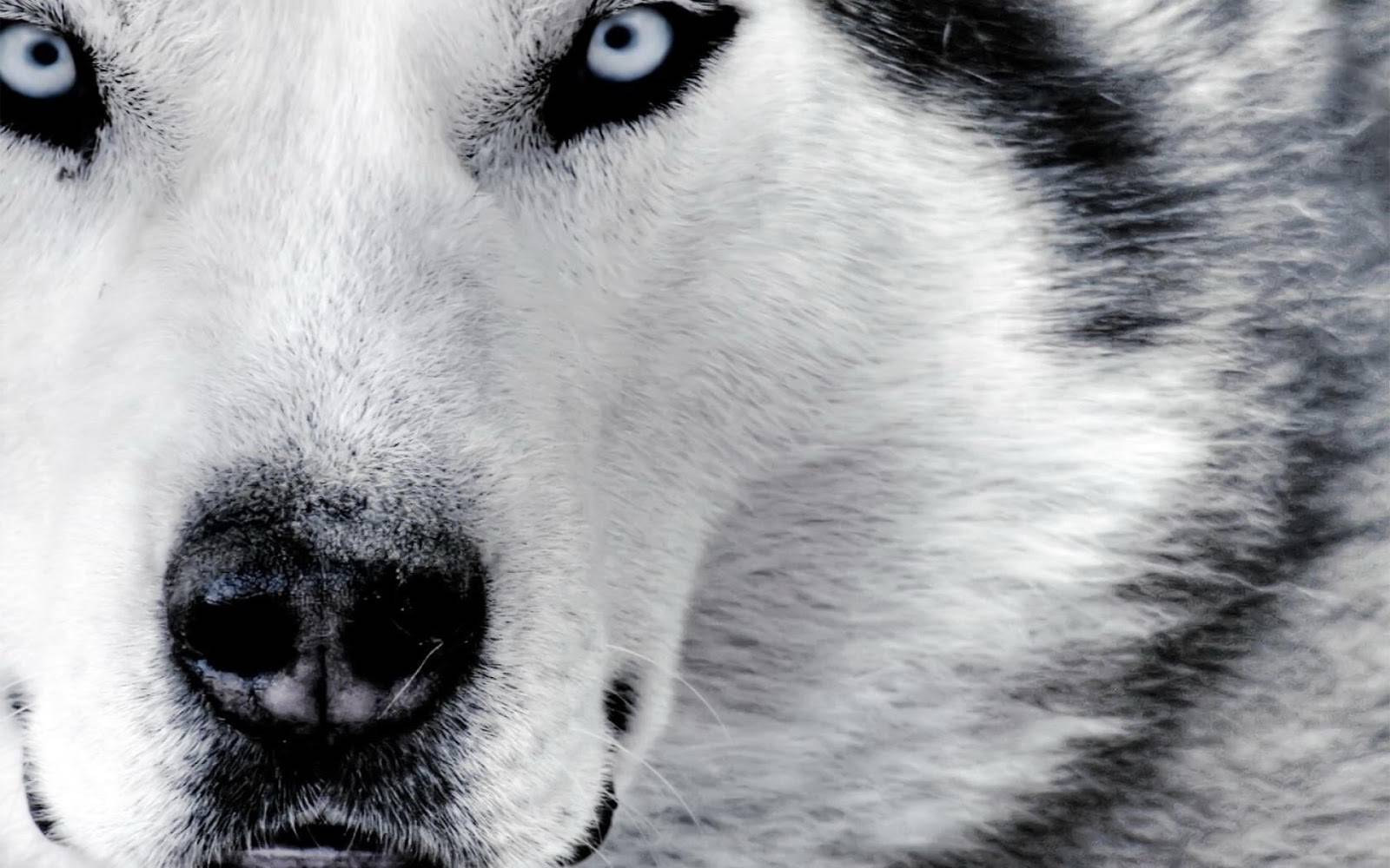 Cool white wolf backgrounds danaspeg.top