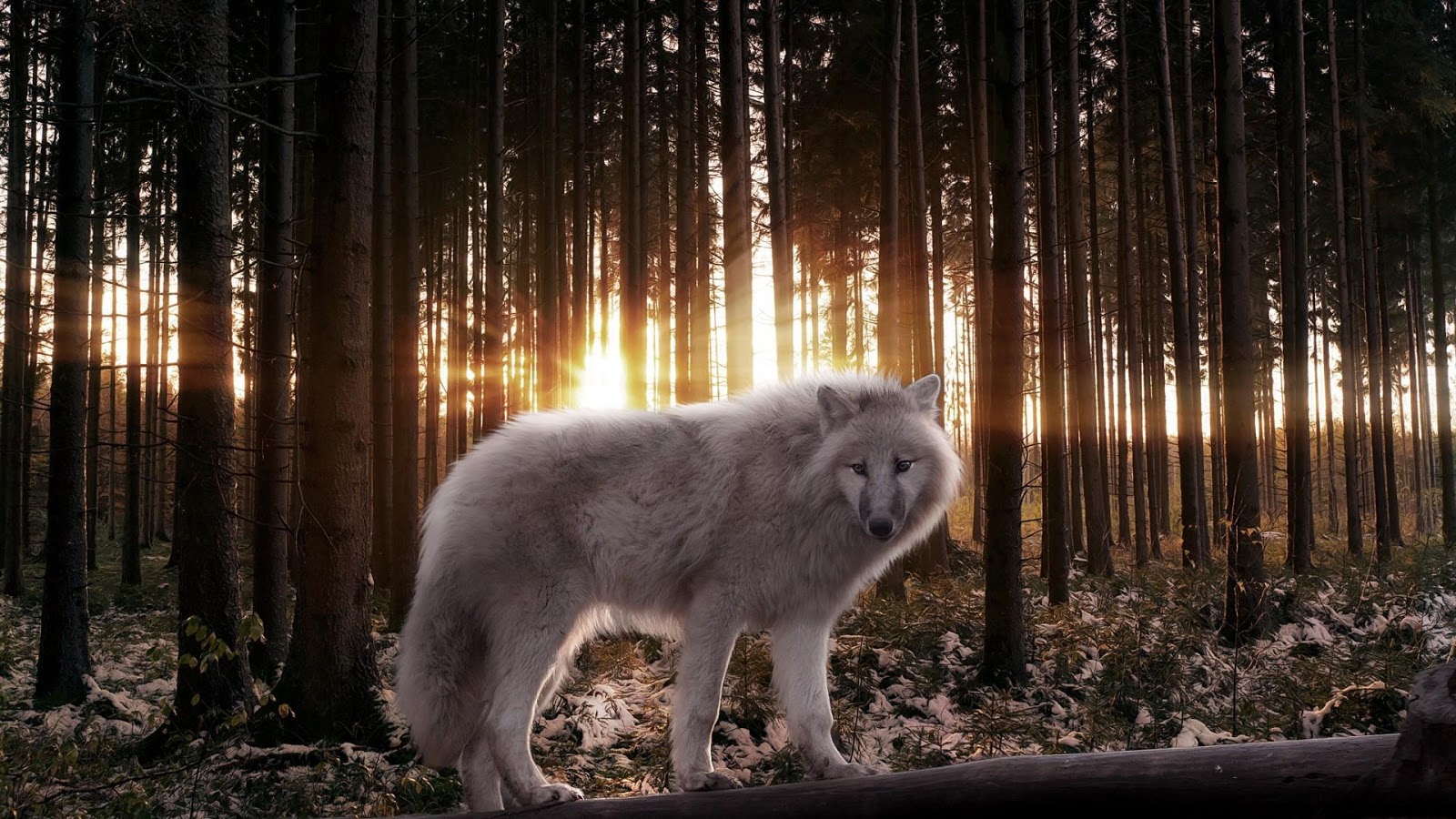 White Wolf Live Wallpaper HD - Android Apps on Google Play
