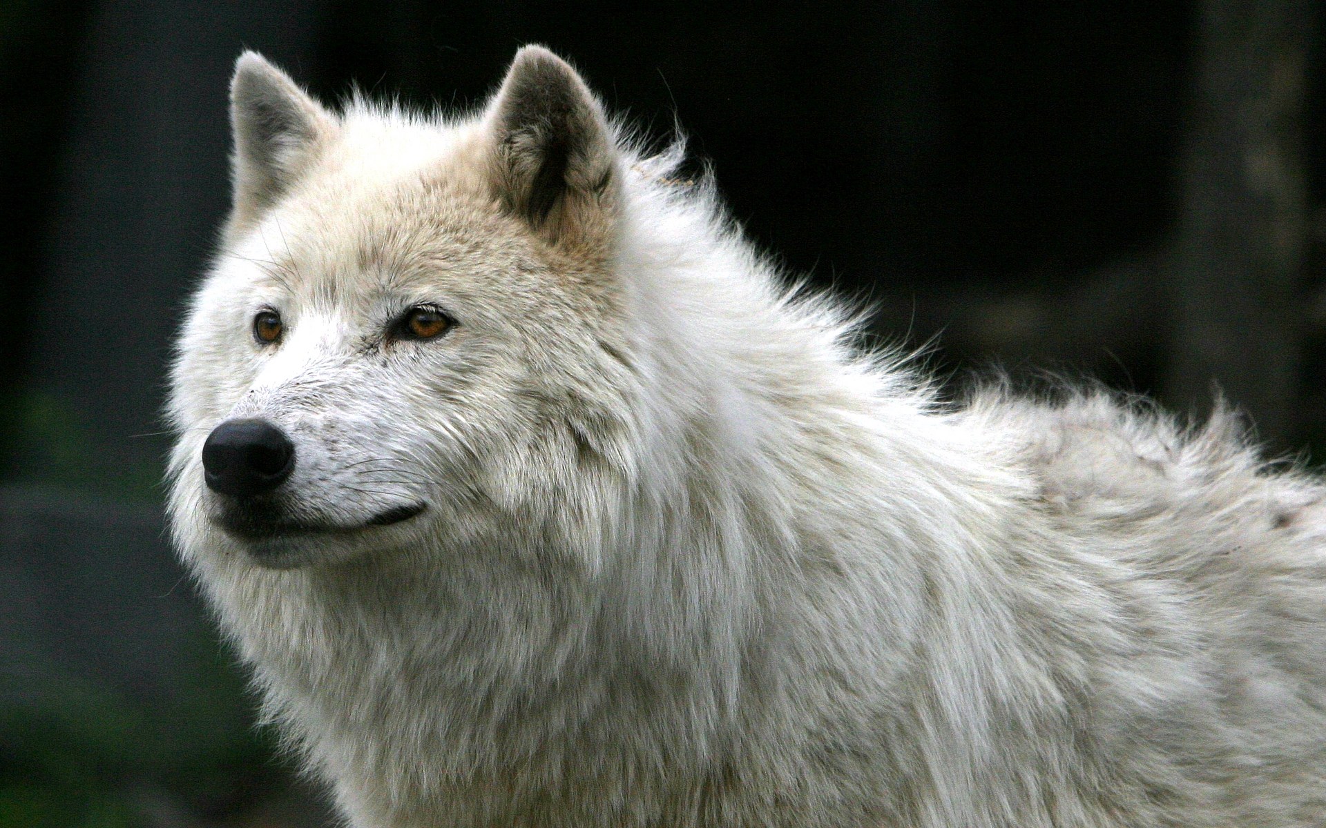 Image - Hd wallpapers beautiful white wolves wolf desktop