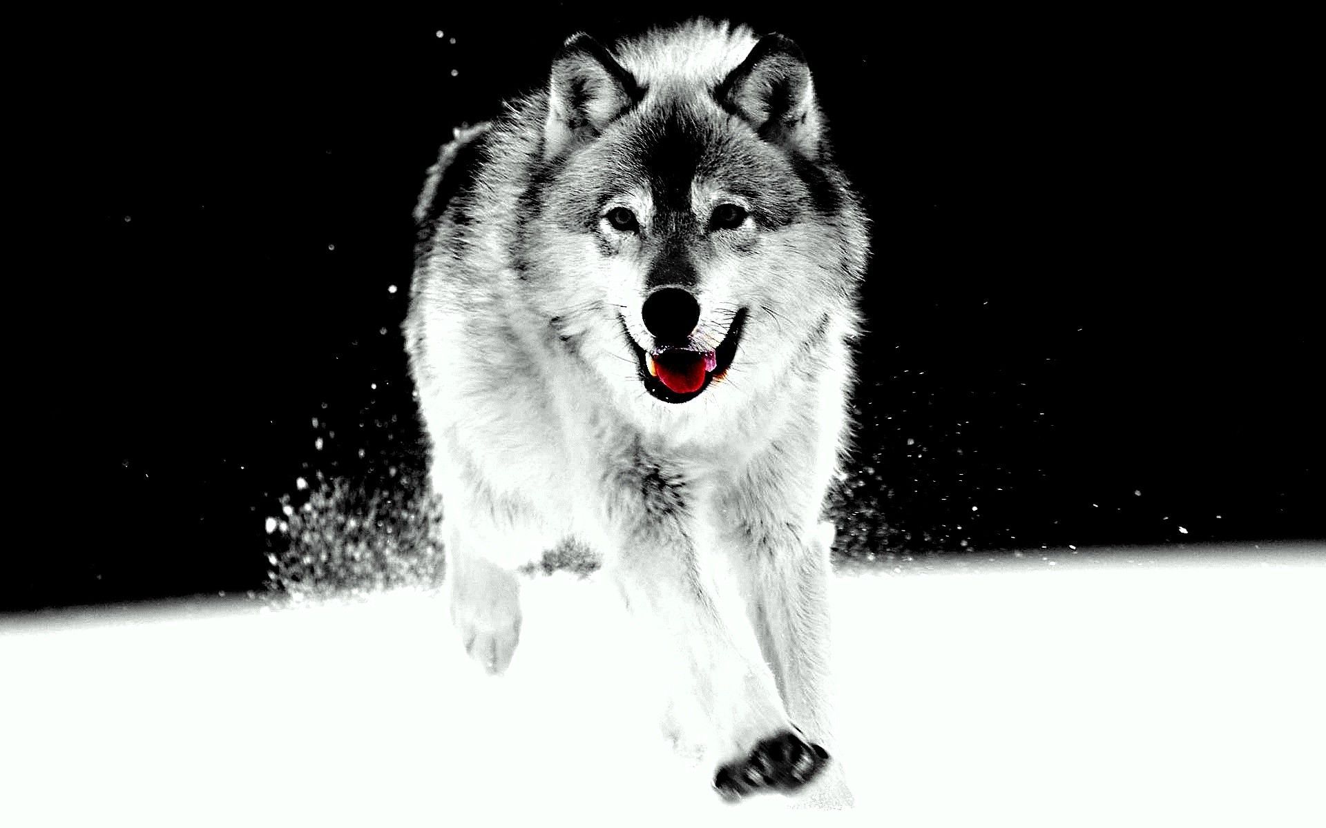 Wolf HD Wallpapers and Backgrounds