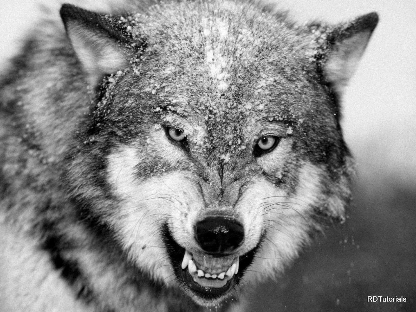 BLACK AND WHITE WOLF WALLPAPER - (#120567) - HD Wallpapers ...