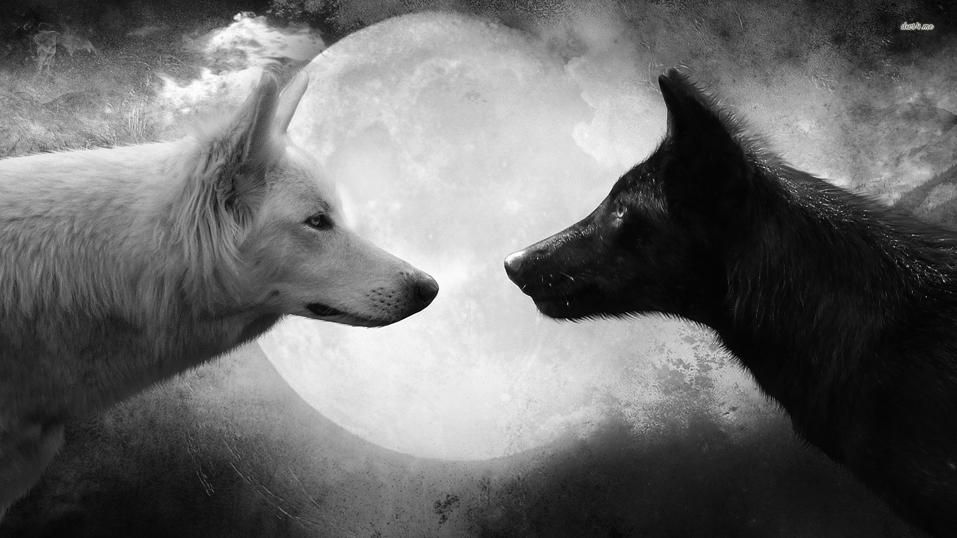 Black And White Wolves, wolf, 1920x1080 HD Wallpaper and FREE ...