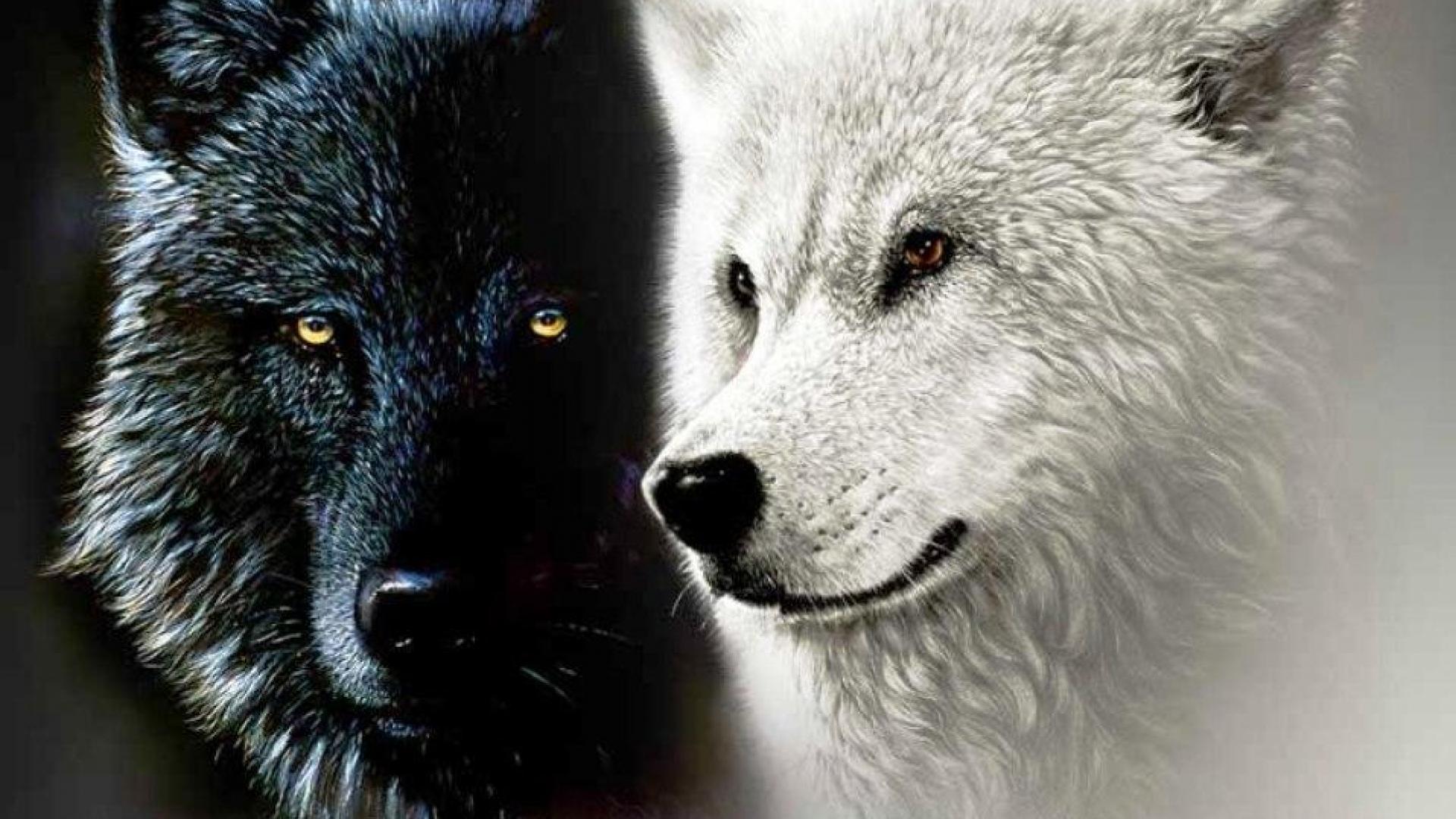 BLACK AND WHITE WOLF FOR MY DEAR FRIEND LISA AVABOO WALLPAPER ...