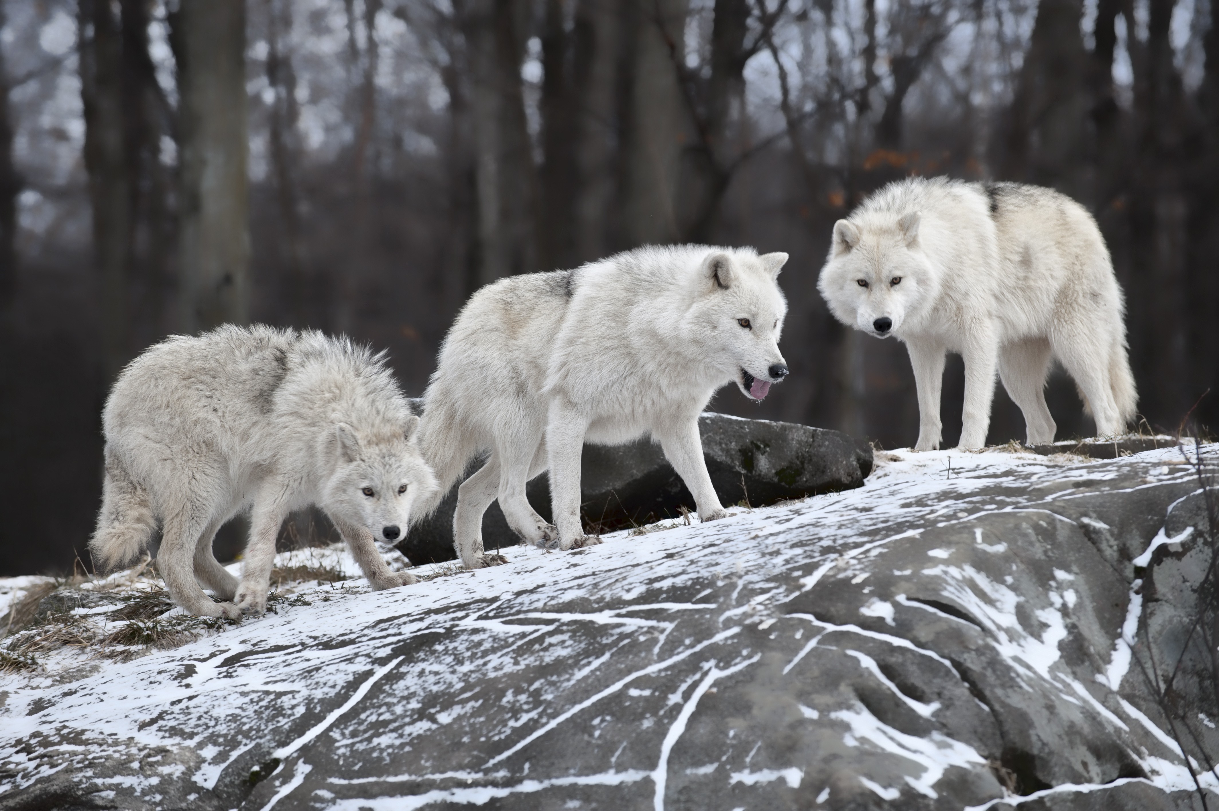 Nature animals white wolf wolves wallpaper | AllWallpaper.in #9746 ...